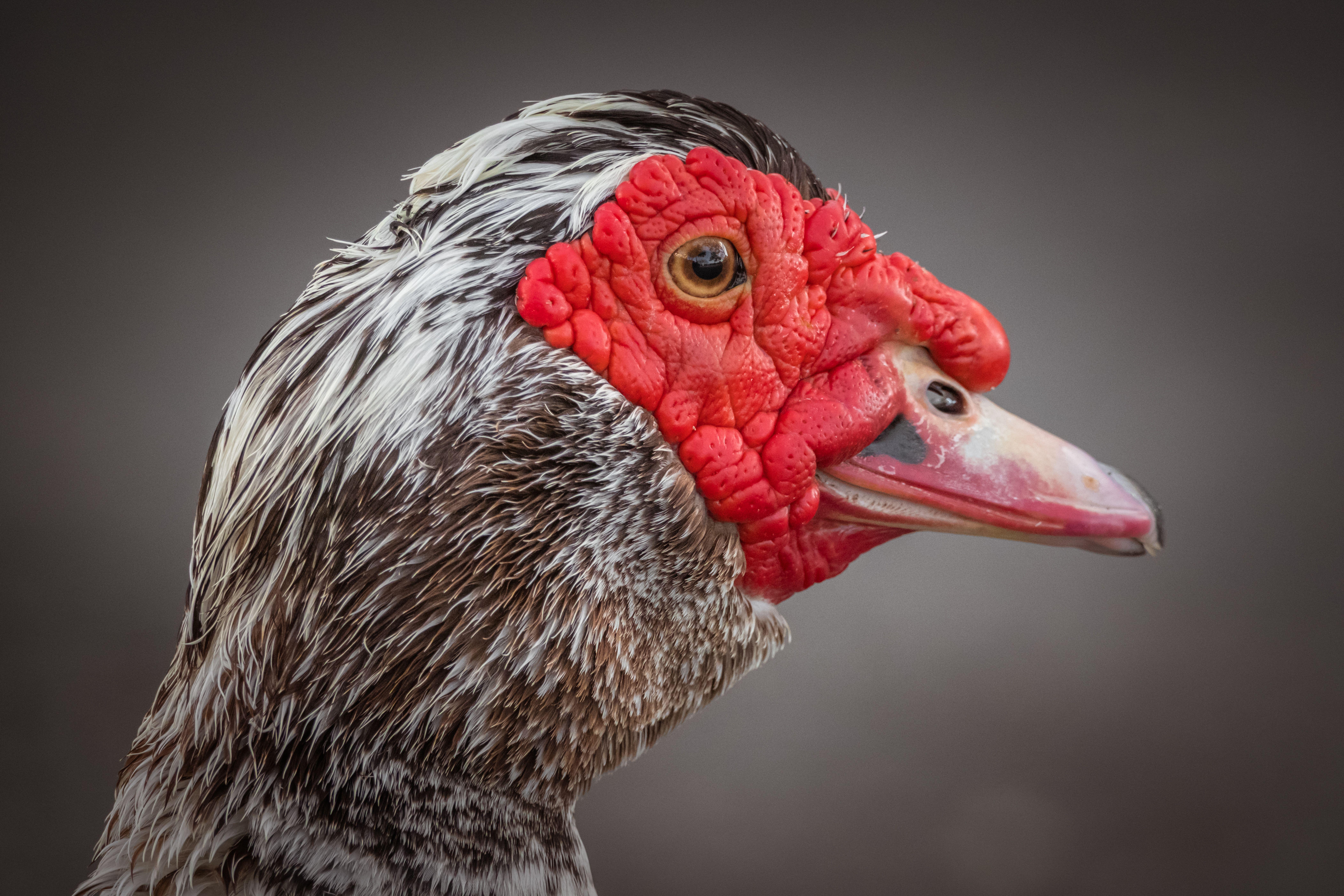 Detailed side view of a Muscovy duck face showing vibrant red caruncles.