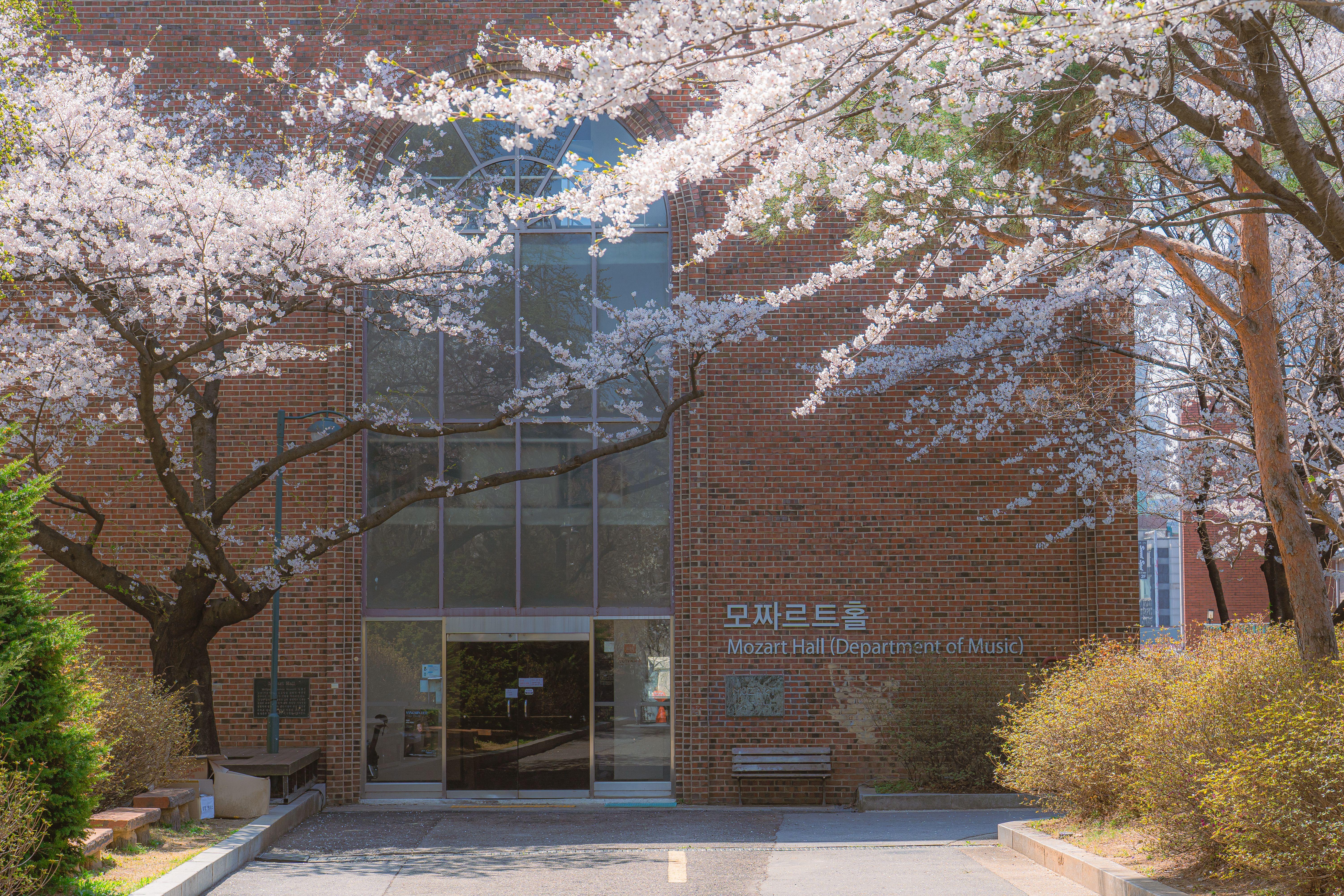 Cherry blossoms bloom outside Mozart Hall, Department of Music, creating a vibrant spring scene.