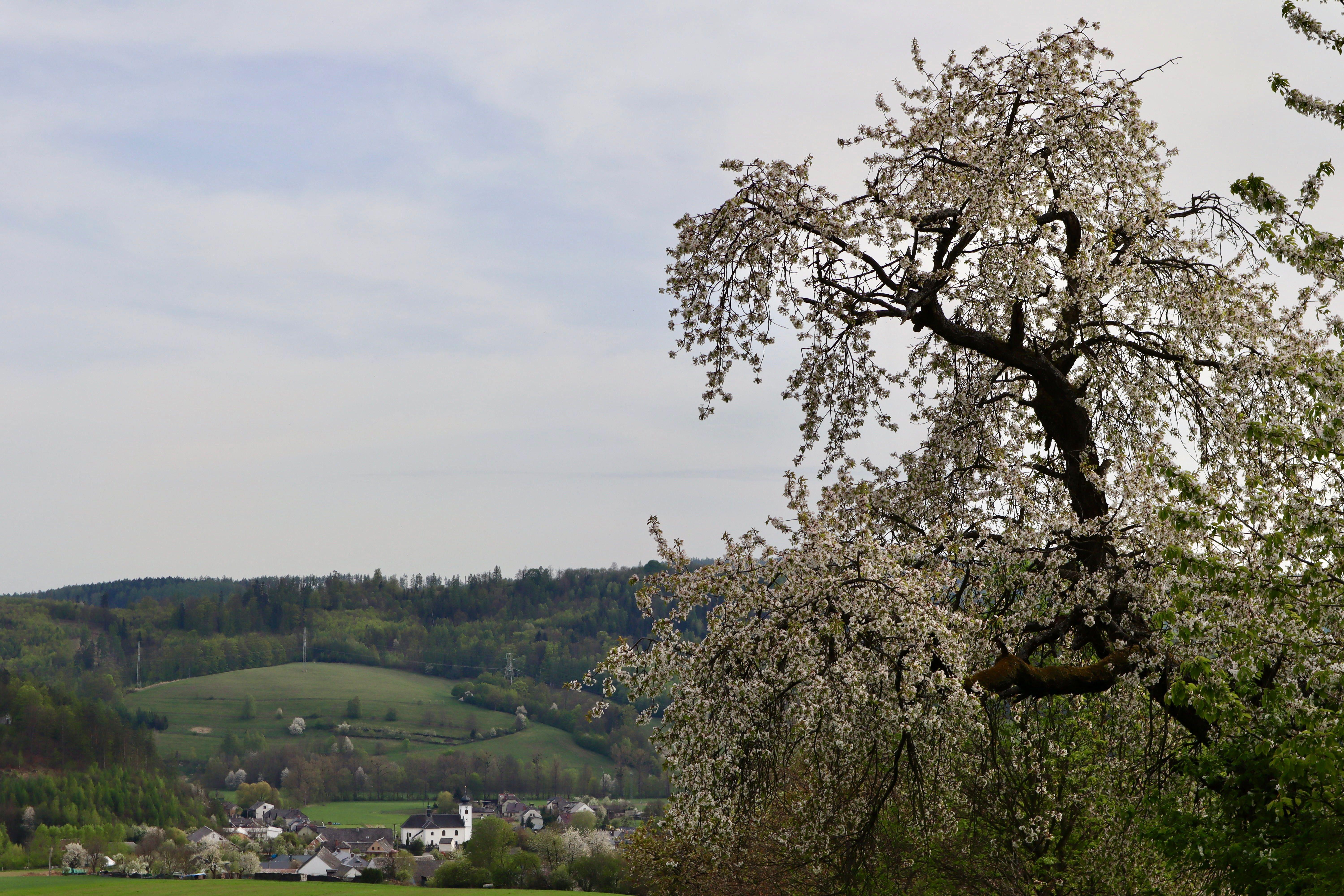 Beautiful countryside landscape with a blooming tree and a distant village.