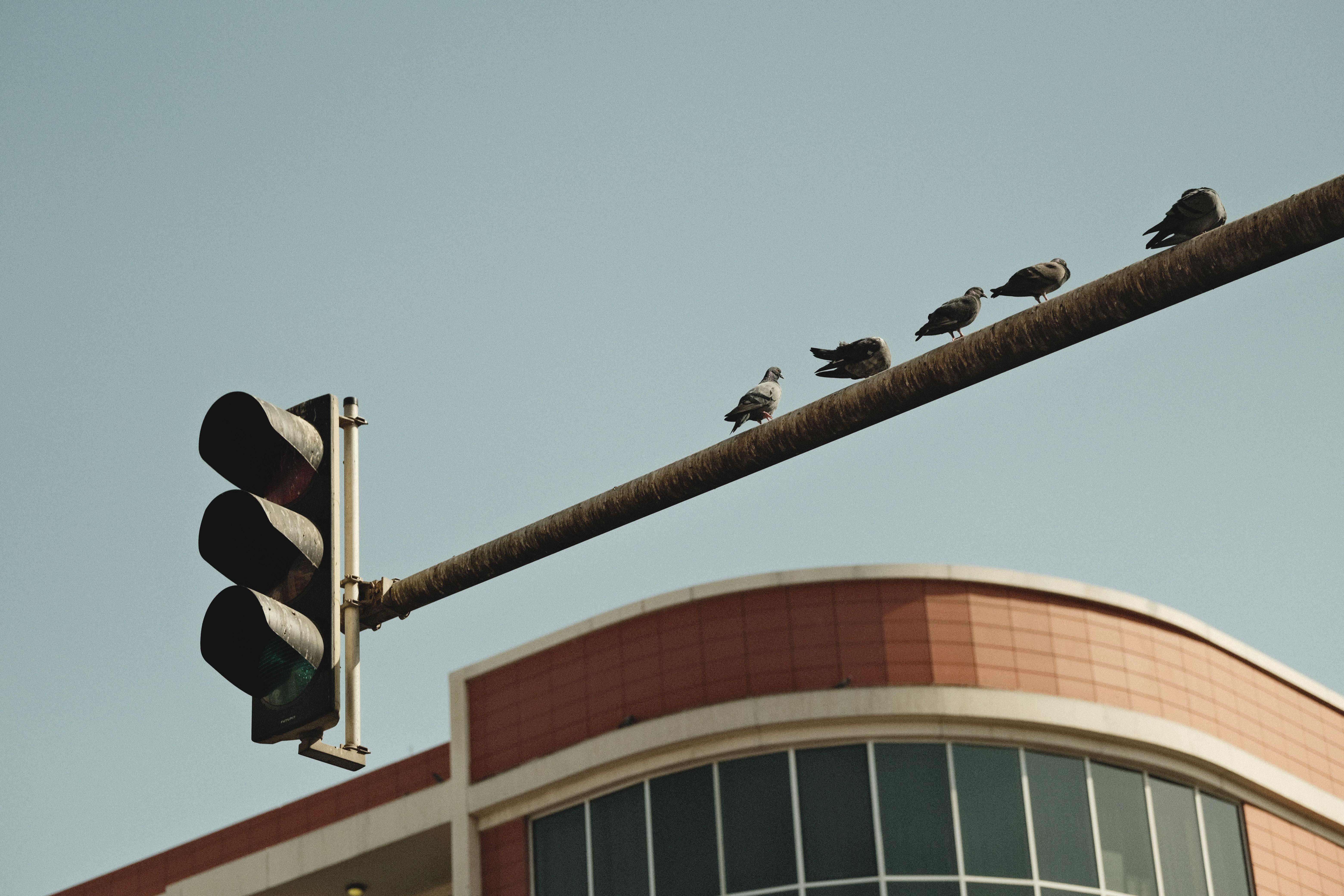 Pigeons resting on a traffic light against modern architecture in Dubai, capturing urban wildlife.