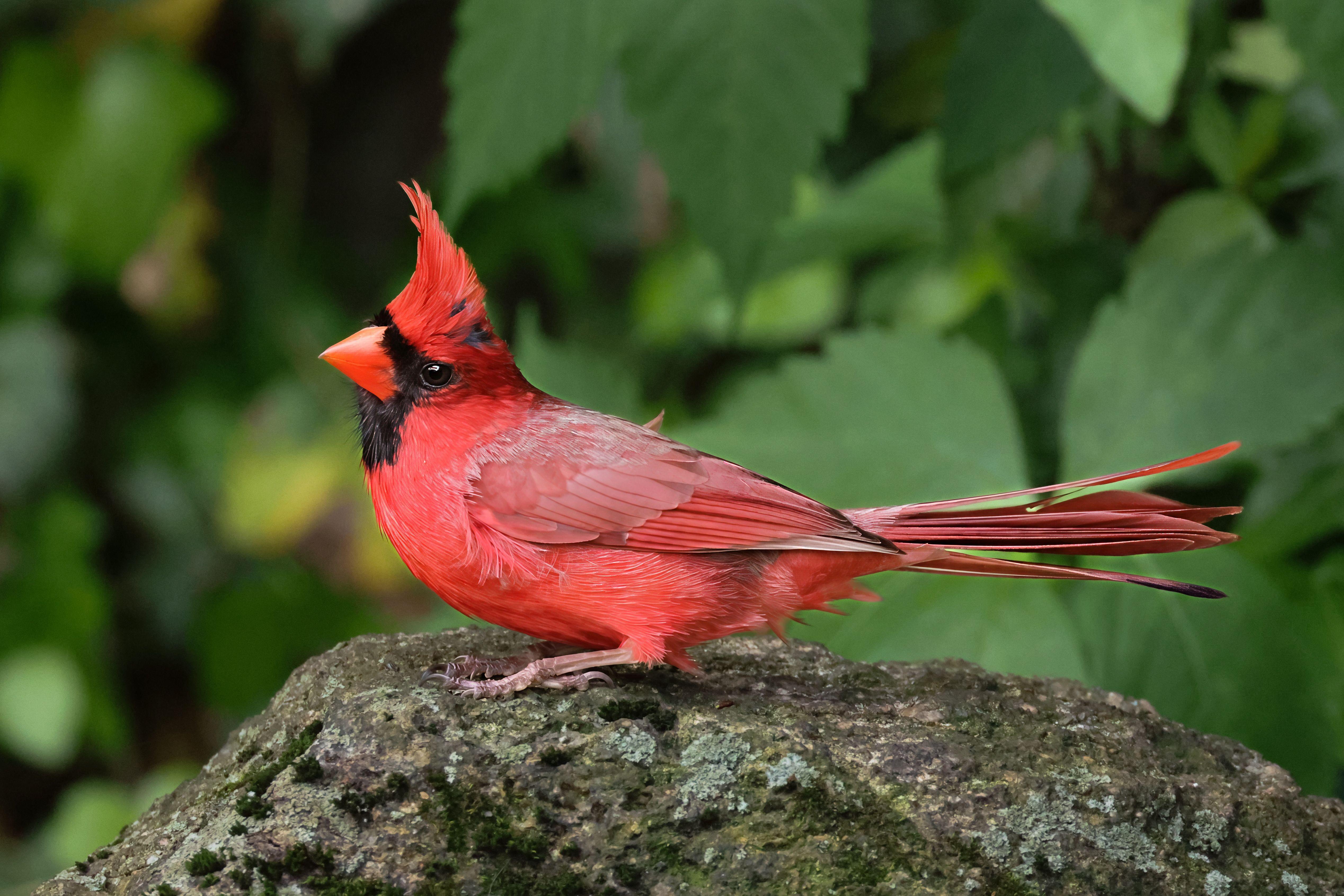 Close-up of a male Northern Cardinal perched on a rock in Darien, CT.