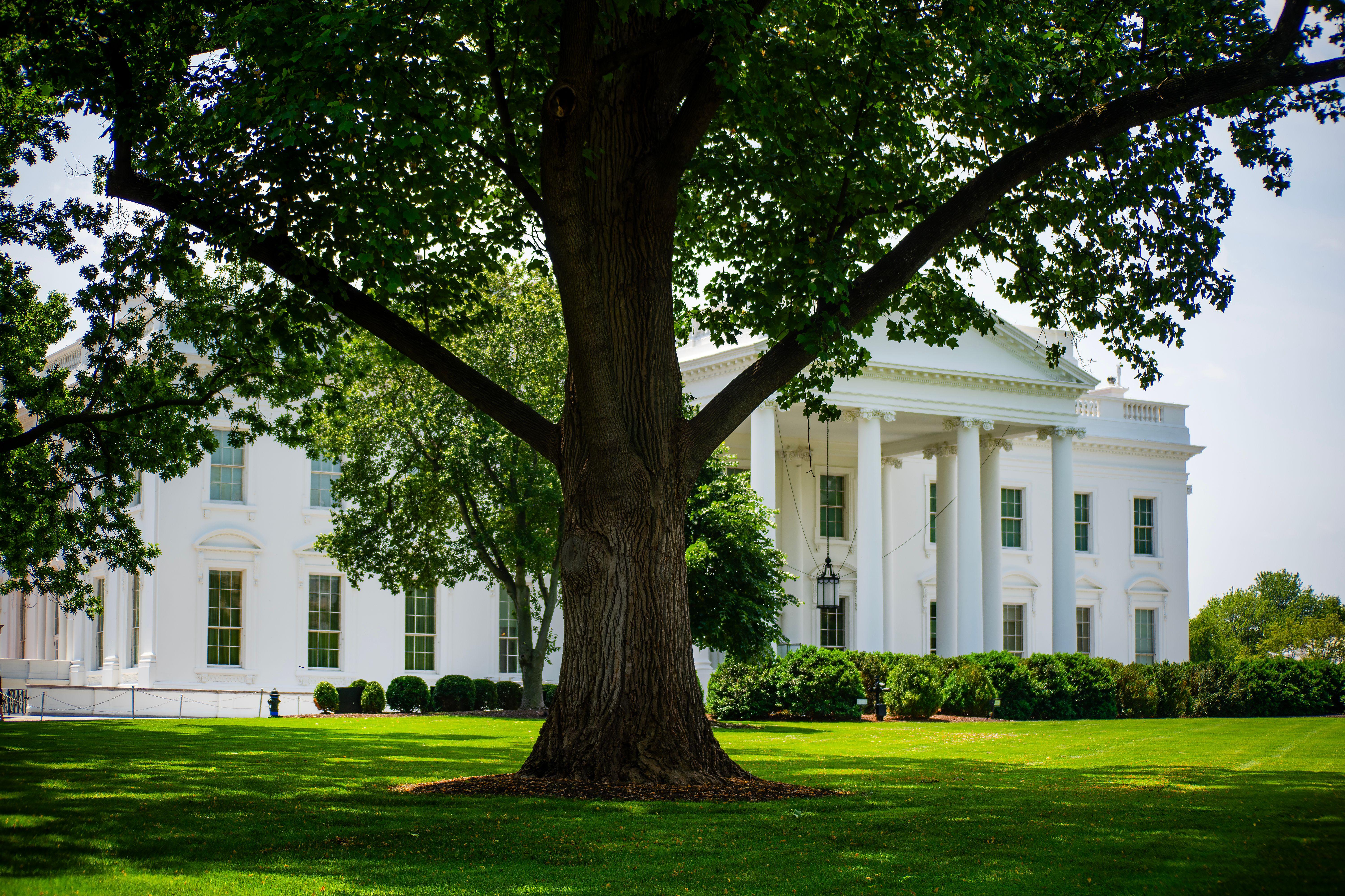 A view of the White House with lush greenery on a summer day, featuring a prominent tree.