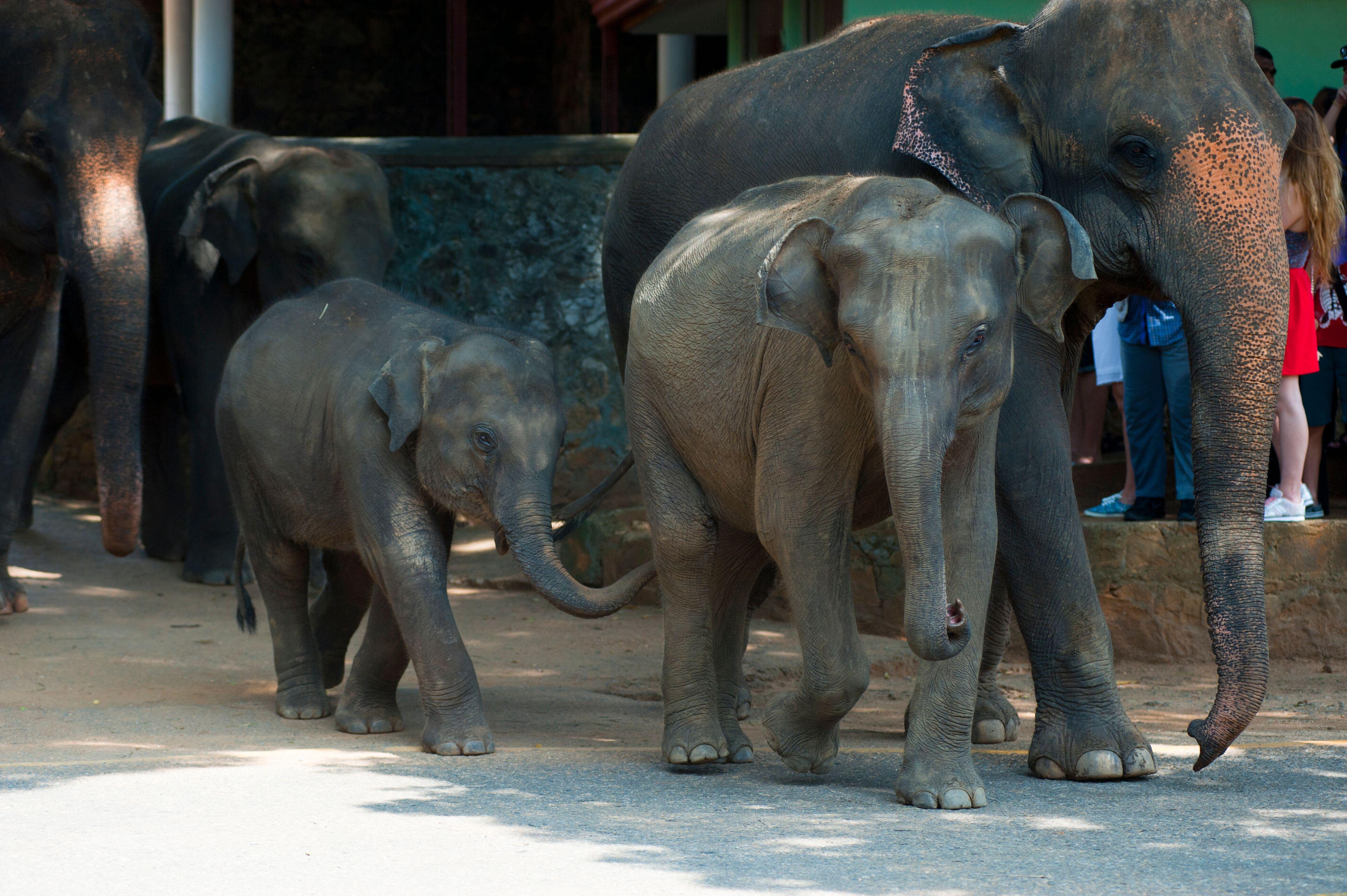 Asian elephants walking together in Rambukkana, Sri Lanka, showcasing wildlife in a natural setting.