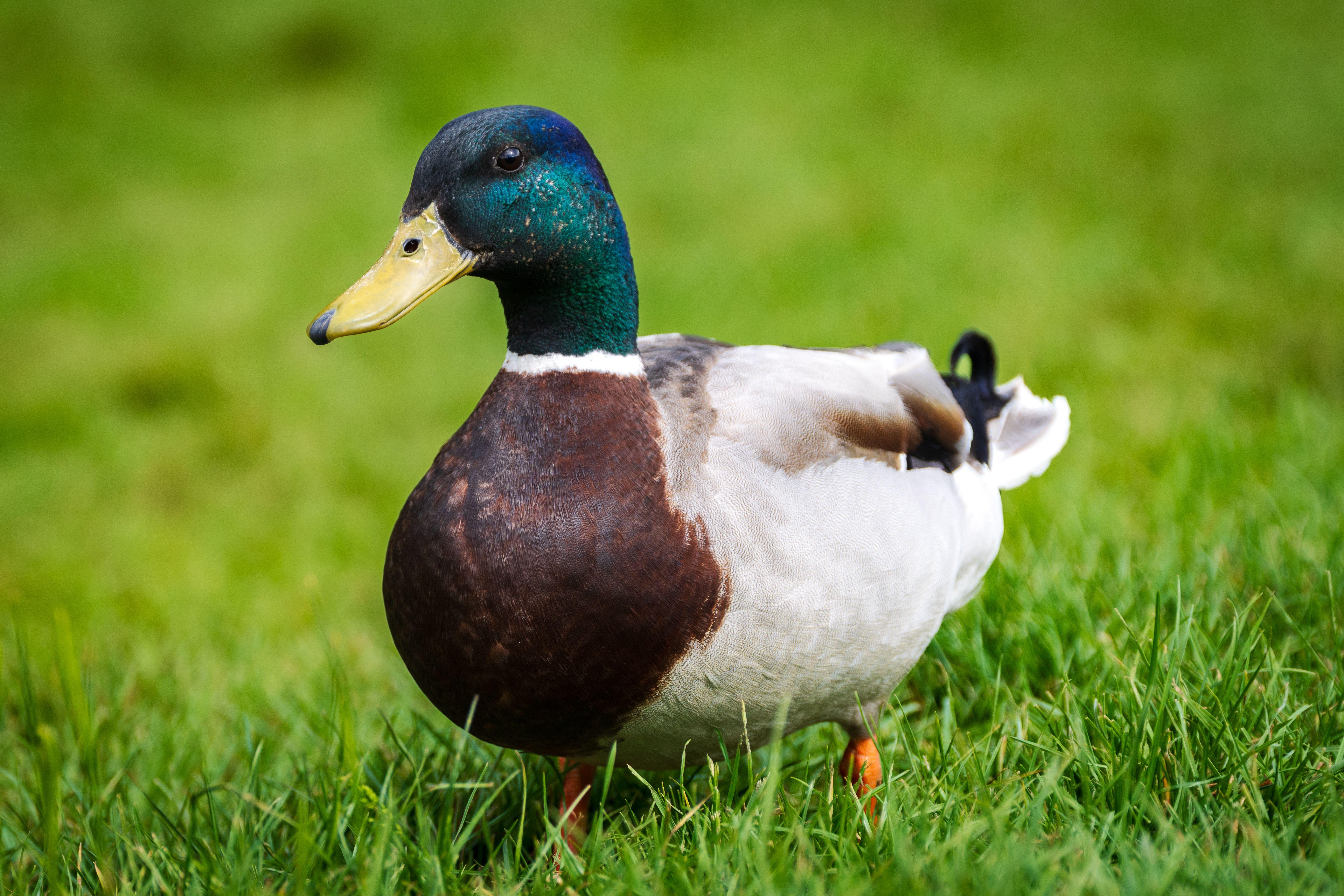 A vibrant mallard duck standing on grass, showcasing its colorful plumage.