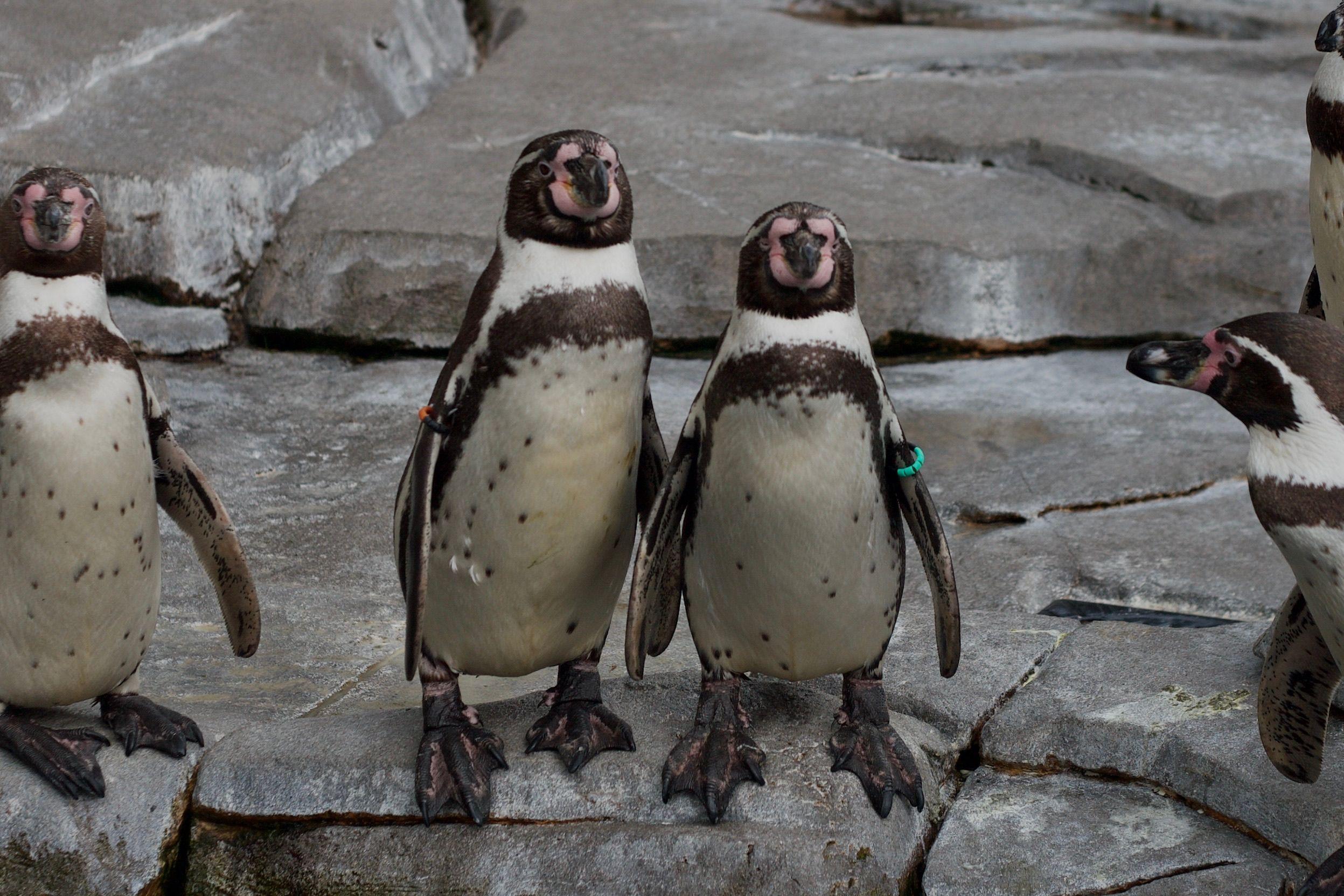 Group of Humboldt penguins standing together on rocks in a zoo setting in Hamburg.