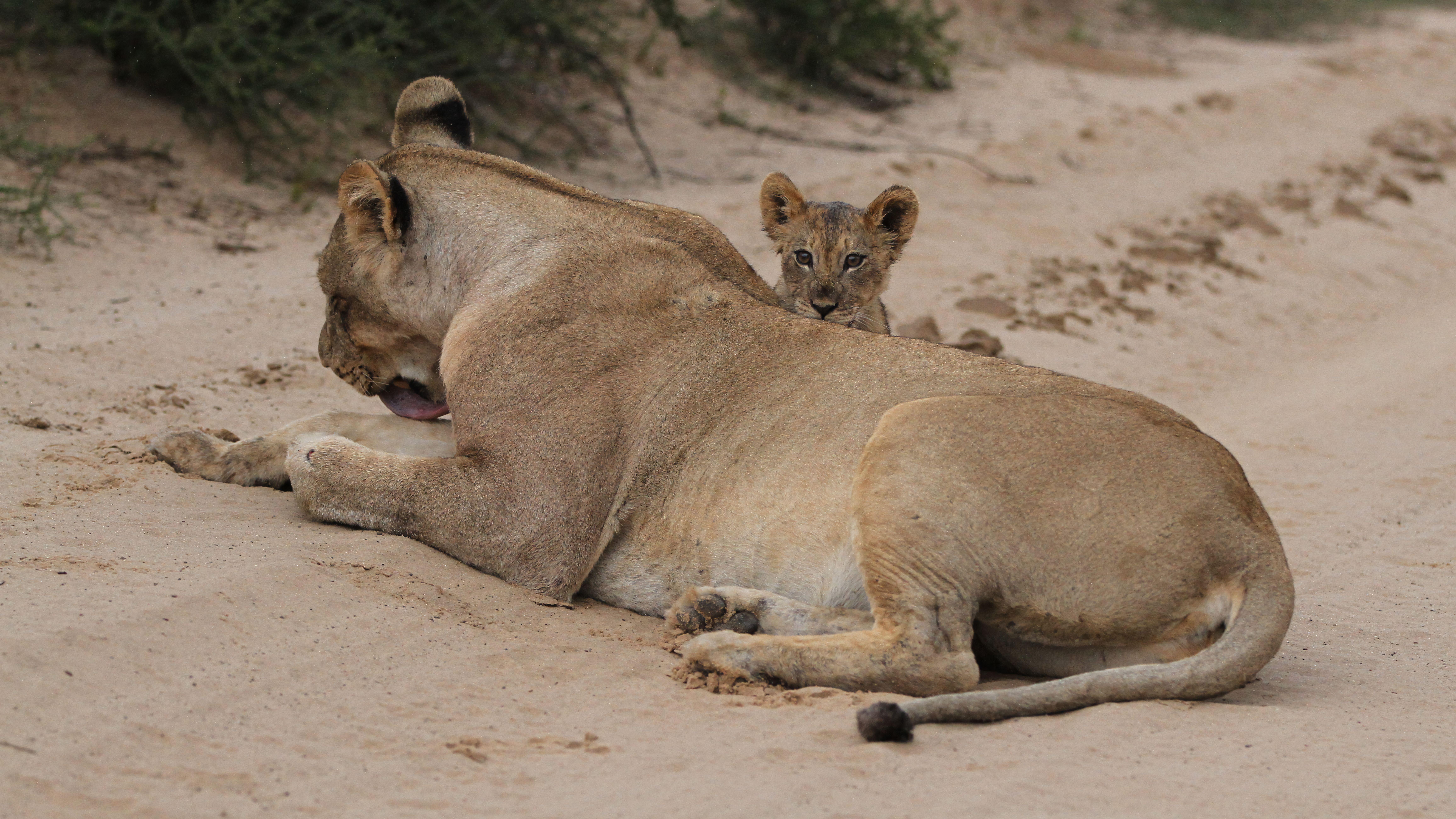 A lioness and her cub relax peacefully in a sandy outdoor setting. Captured in natural light.