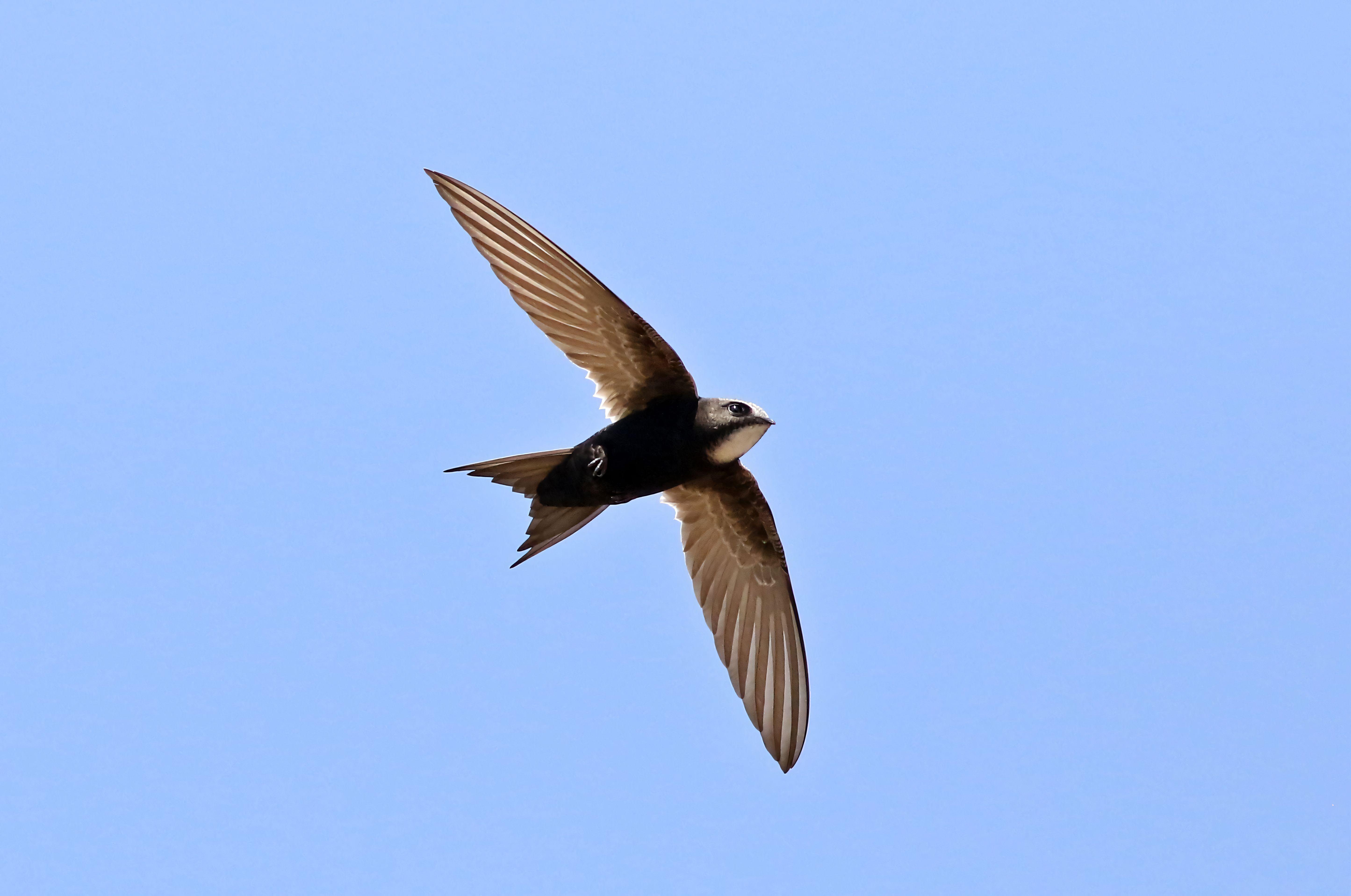 A white-rumped swift in mid-flight against a clear blue sky, showcasing its elegant wingspan.