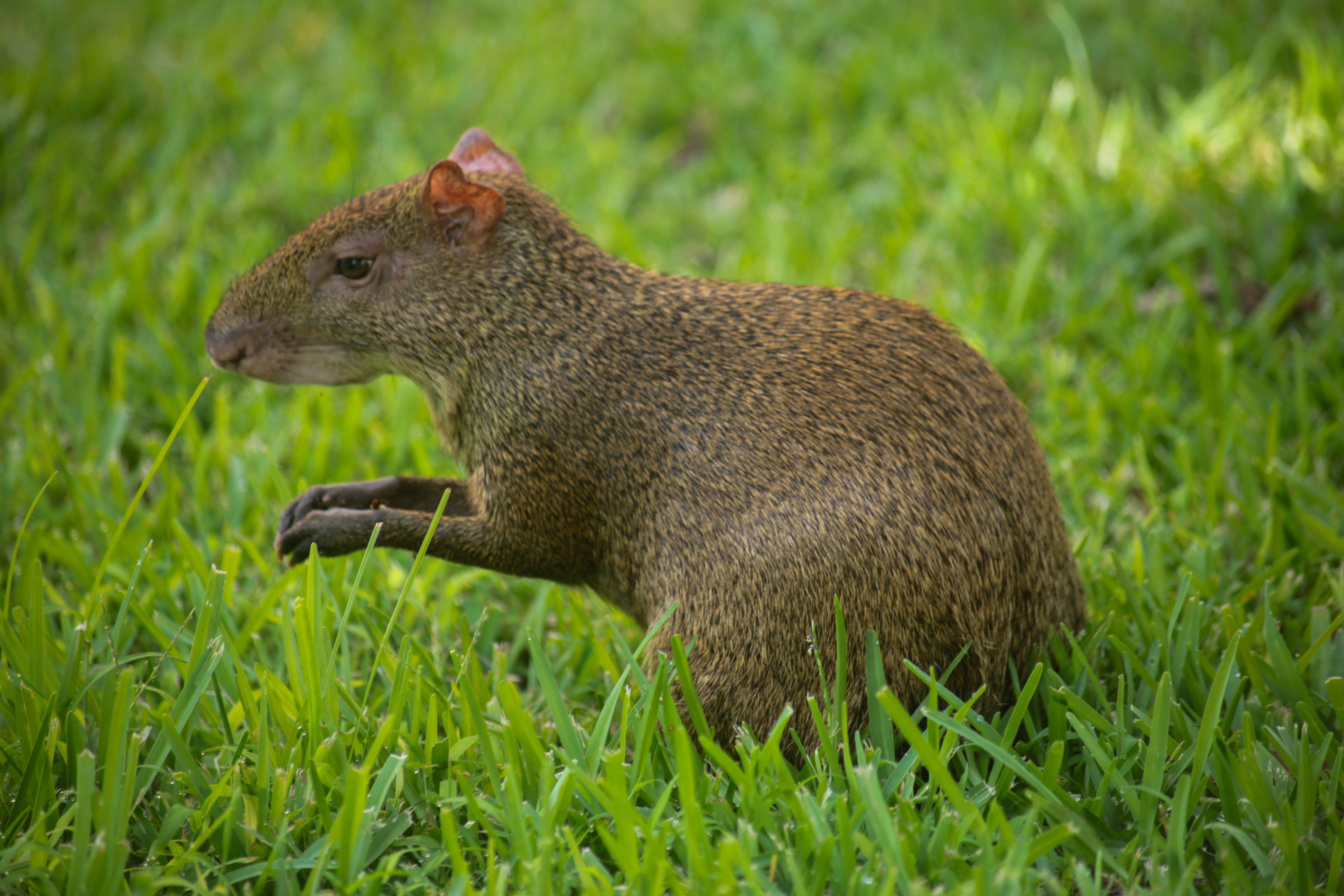 A close-up shot of an agouti sitting in lush green grass, showcasing its natural habitat.