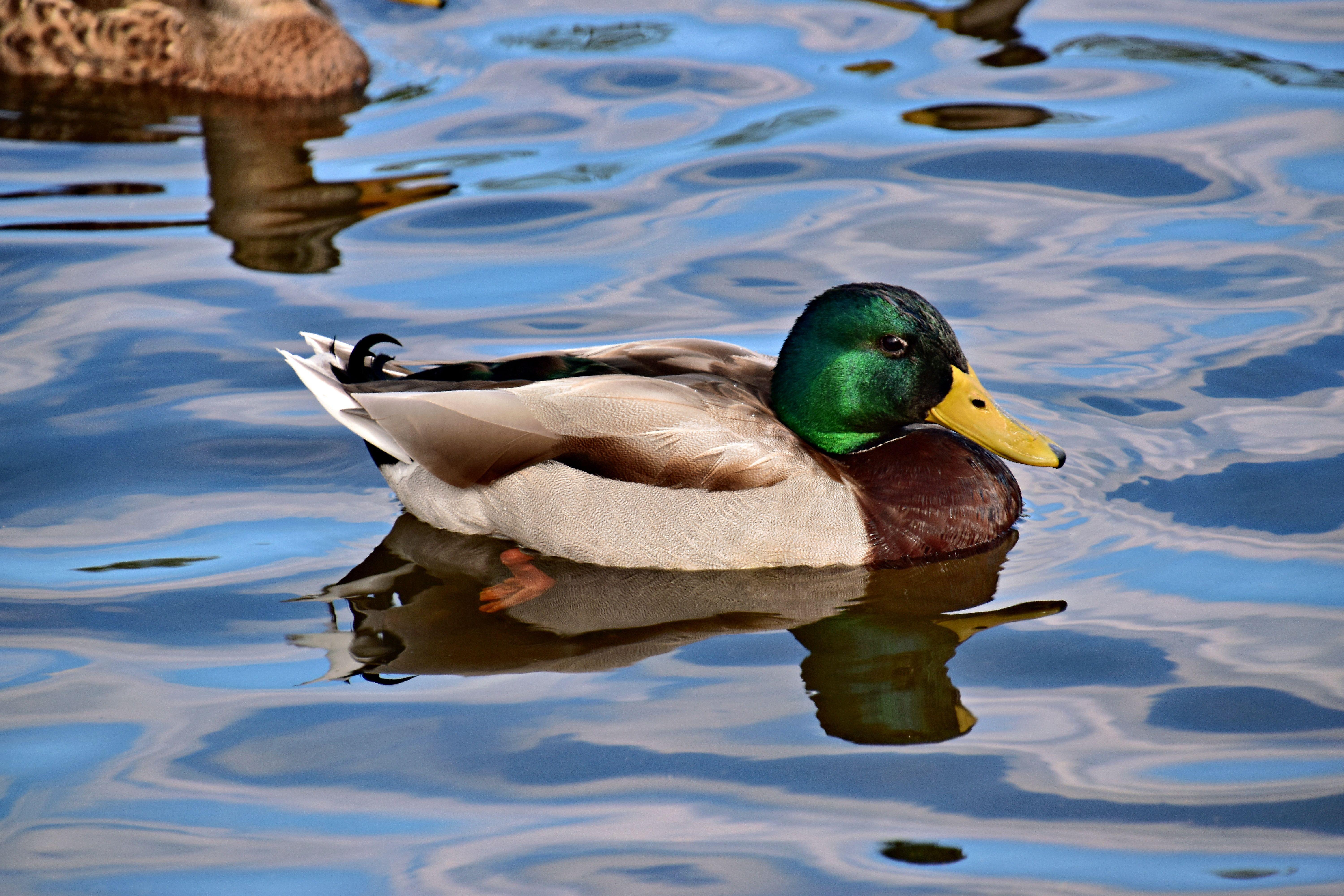 A mallard duck with vivid plumage glides over a calm pond in Collingwood, Ontario.