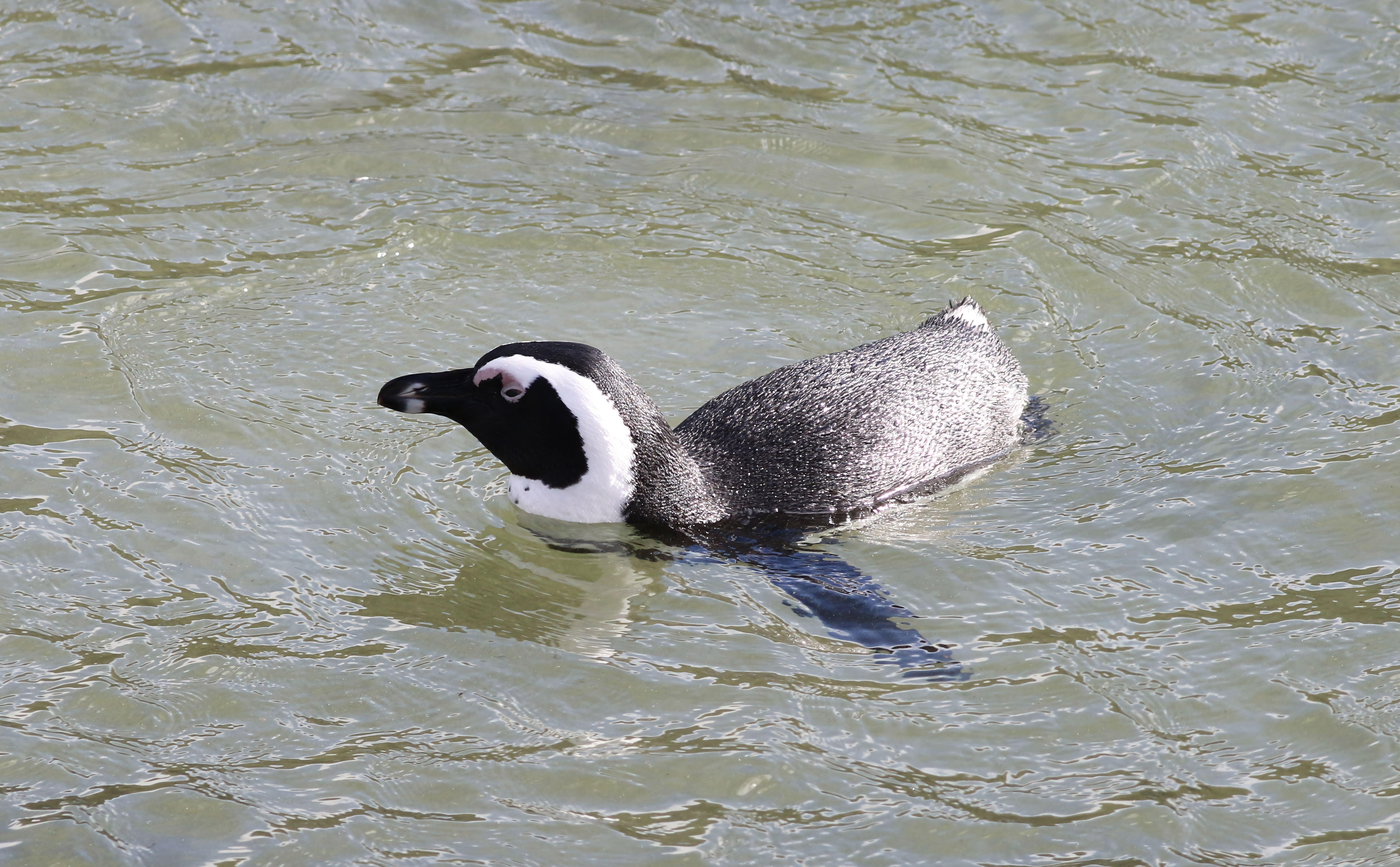 African Penguin (Spheniscus demersus) swimming at Boulders Beach, Cape Town, South Africa.