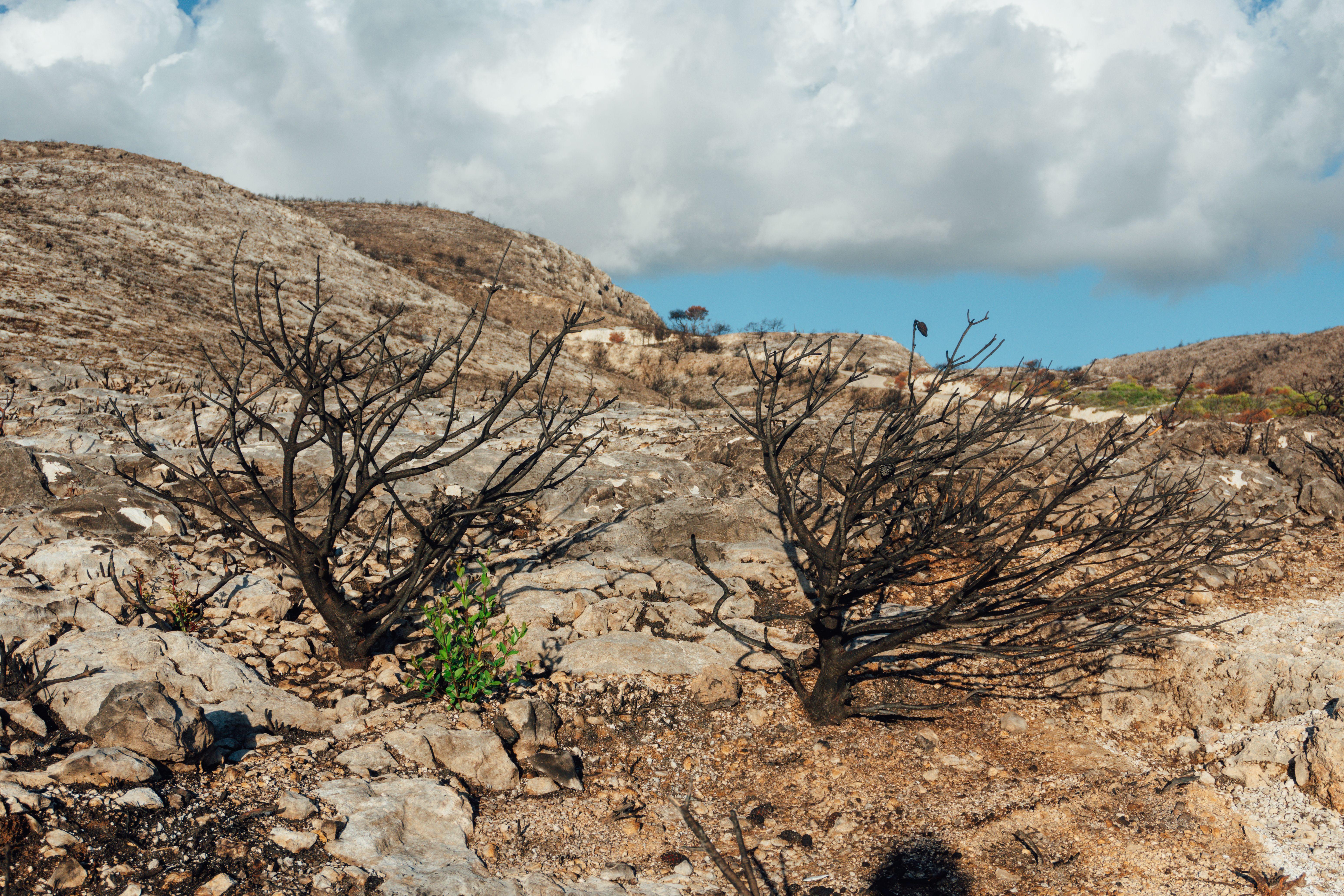 A barren landscape in Zakynthos, Greece, shows the aftermath of a wildfire with charred trees and rocky terrain.