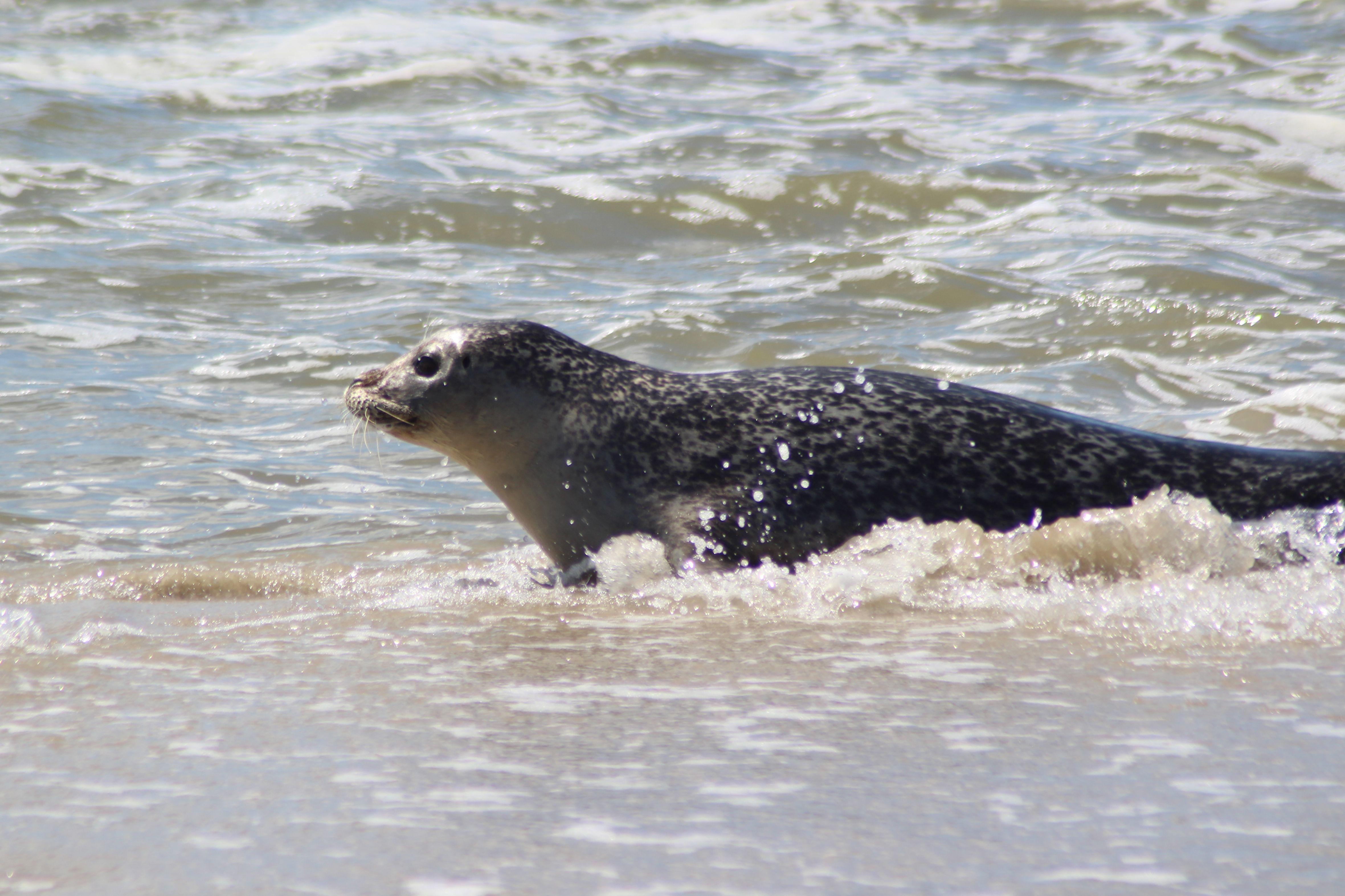 A harbor seal enjoying the water on the sandy shores of Friesland, Netherlands.