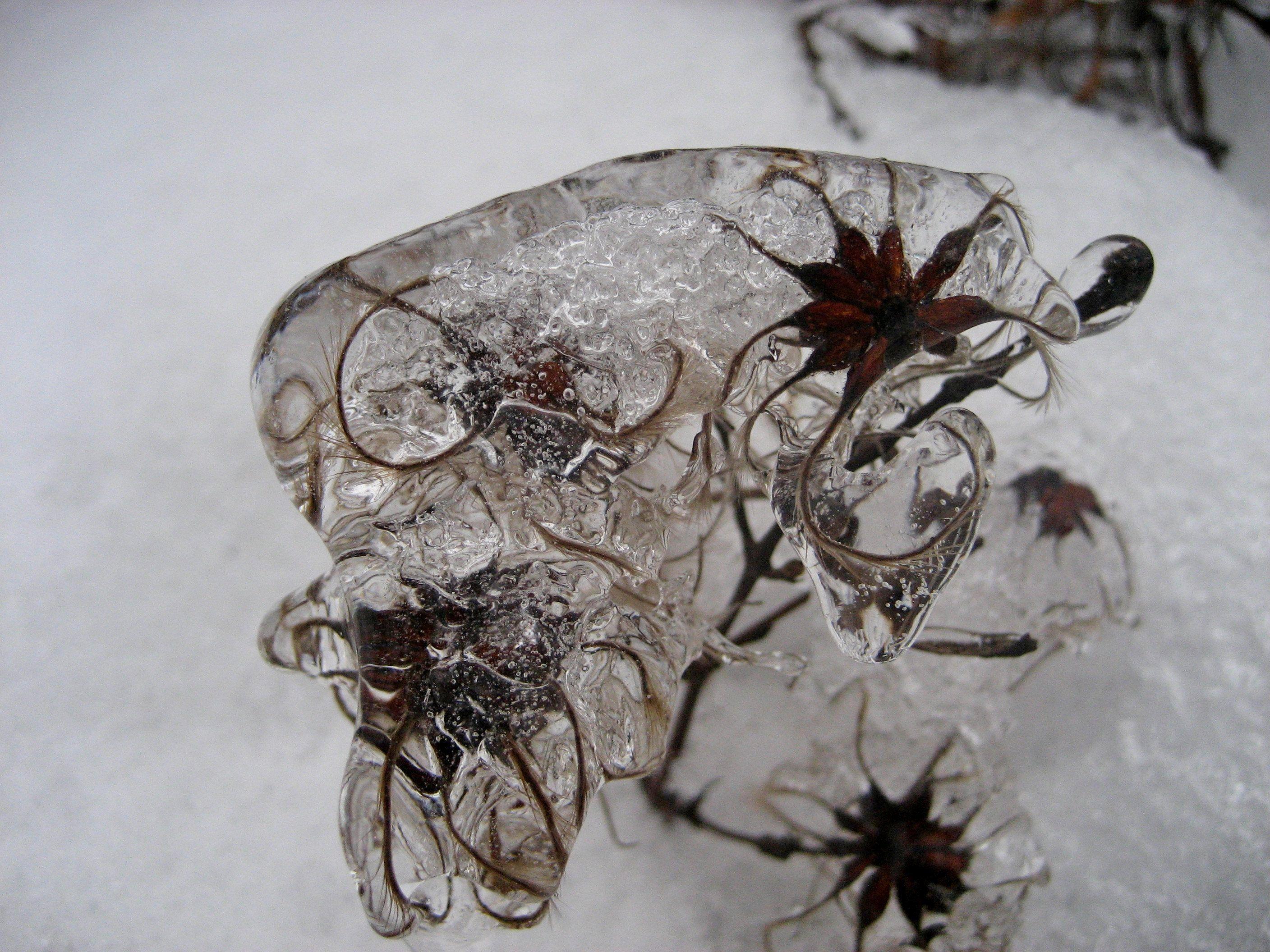 Macro shot of a plant covered in intricate ice patterns in Wien, Austria during winter.