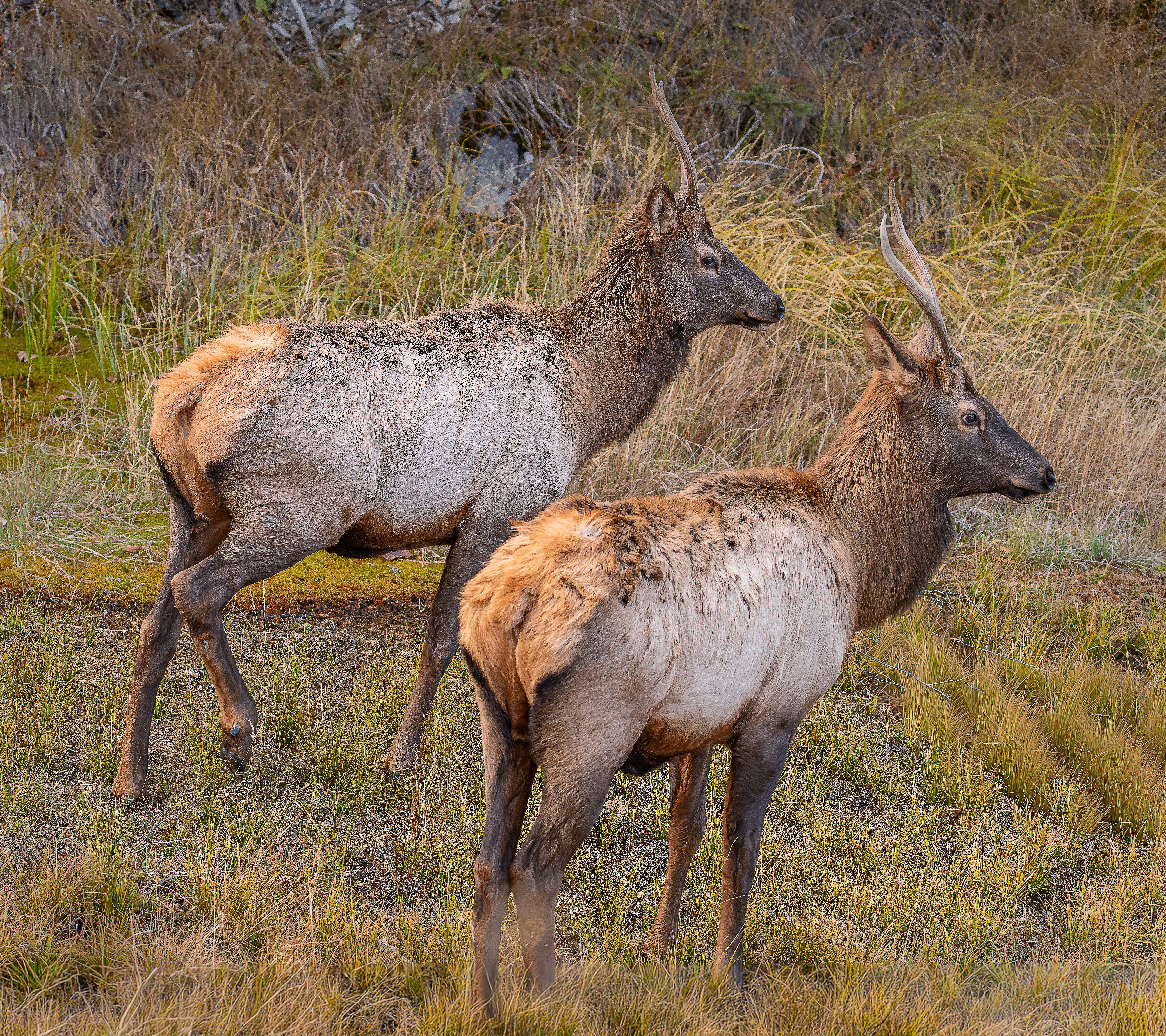 Two elks standing in a grassy field at Jasper National Park, Alberta, Canada.