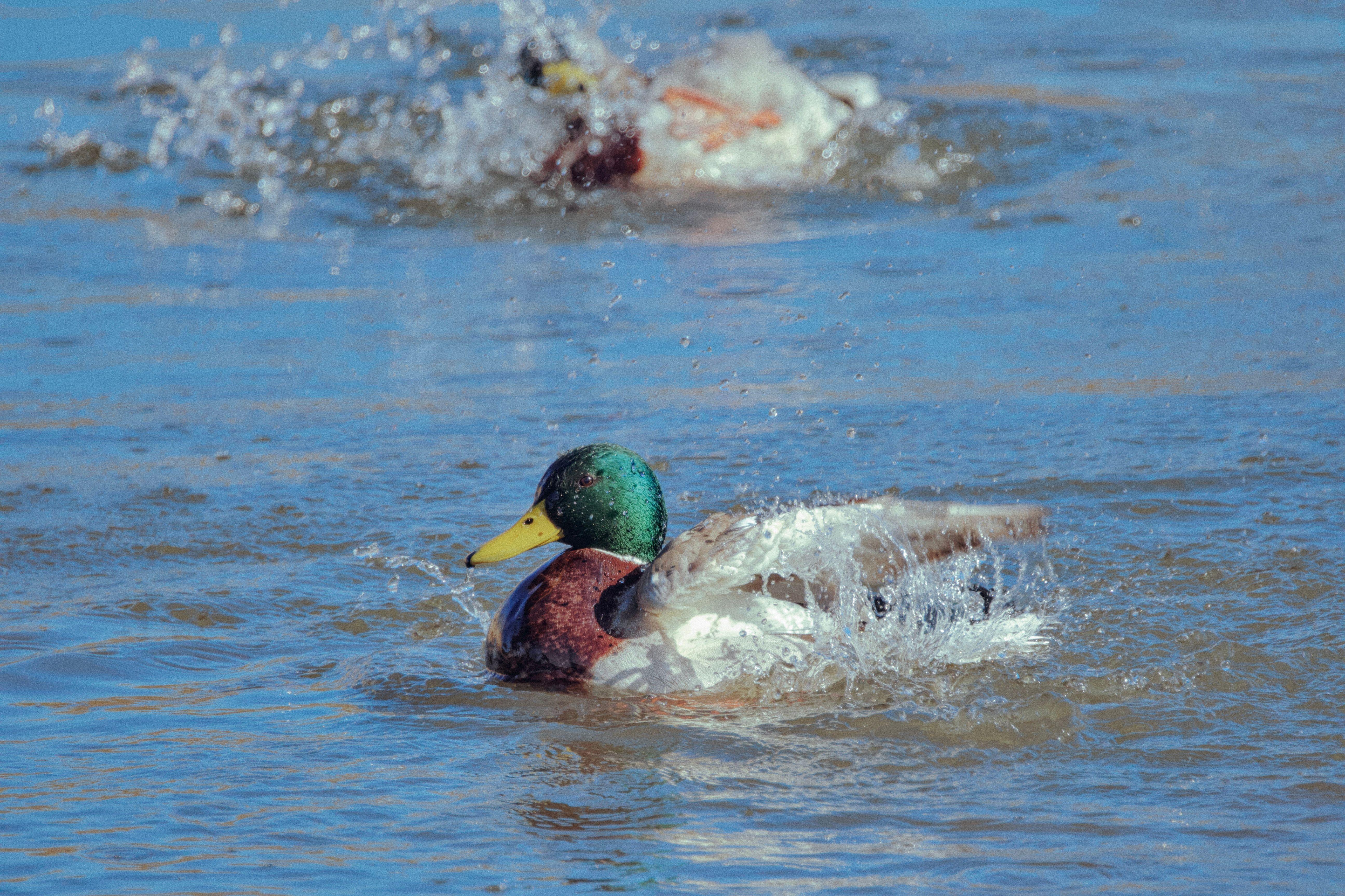 Lively scene of mallard ducks splashing in a Białystok pond during early spring.