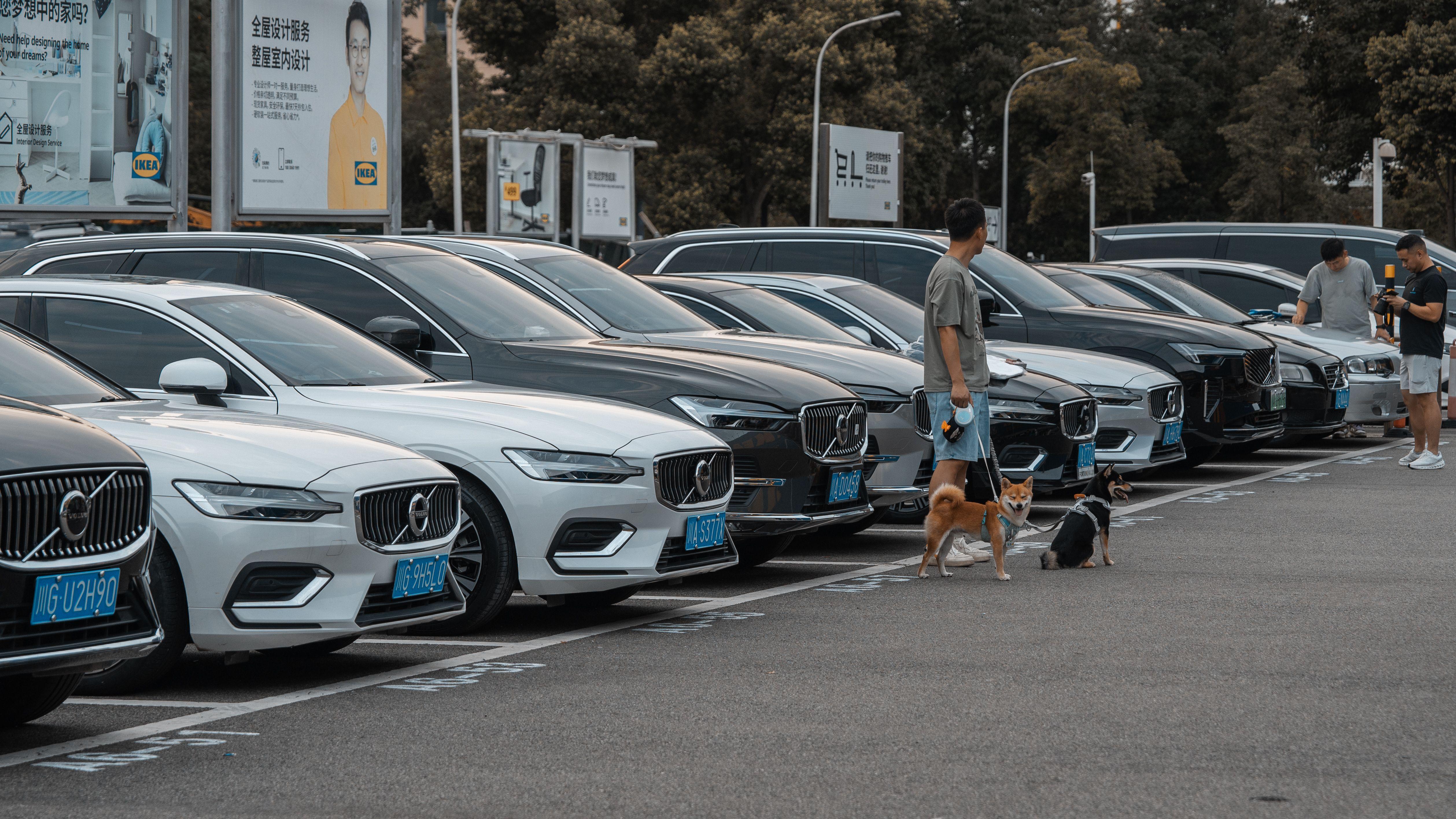 A parking lot filled with Volvo cars, people, and dogs on a bright day.