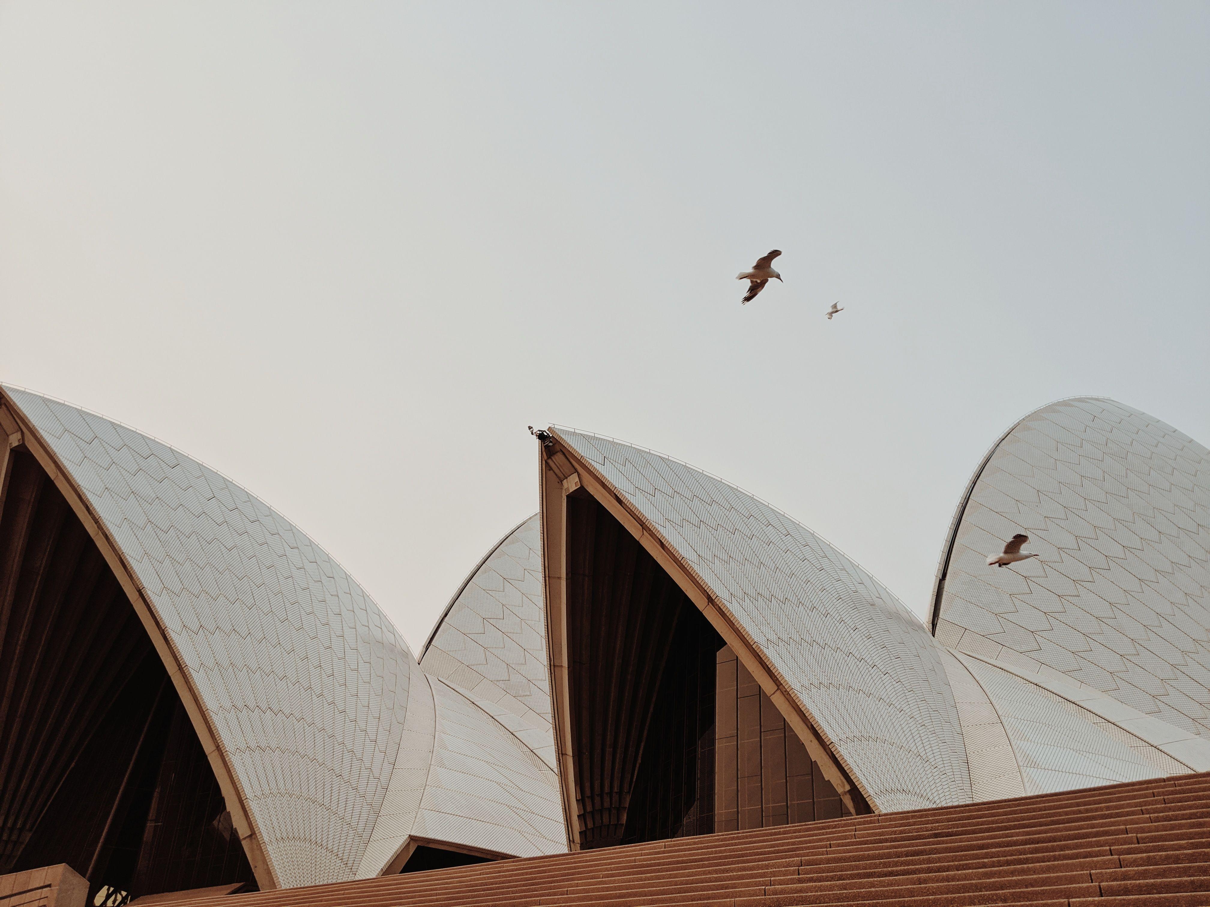 Elegant view of Sydney Opera House's striking architecture as seagulls soar in the sky.