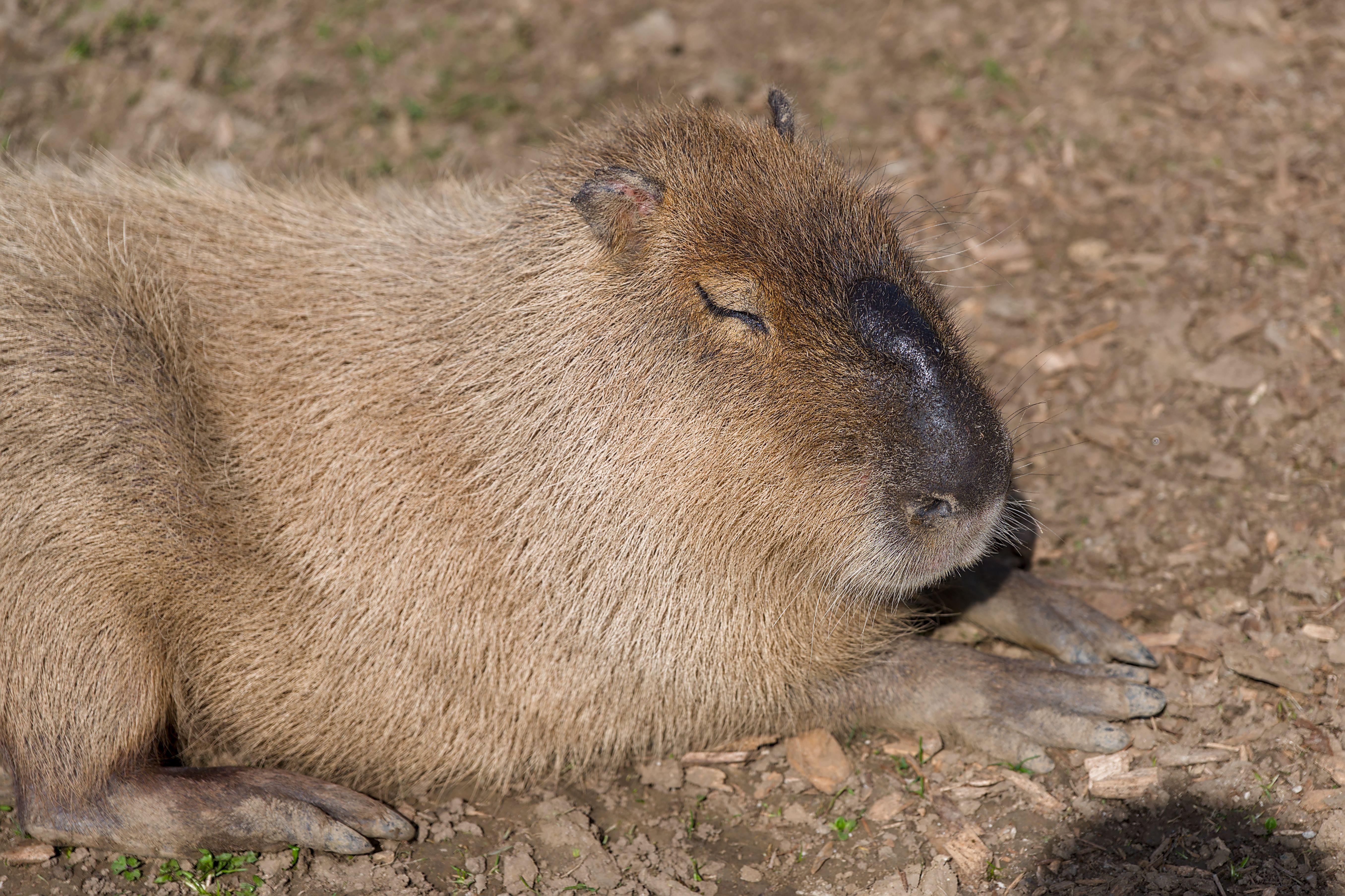 A capybara relaxing under the sun, showcasing its natural habitat and tranquil demeanor.