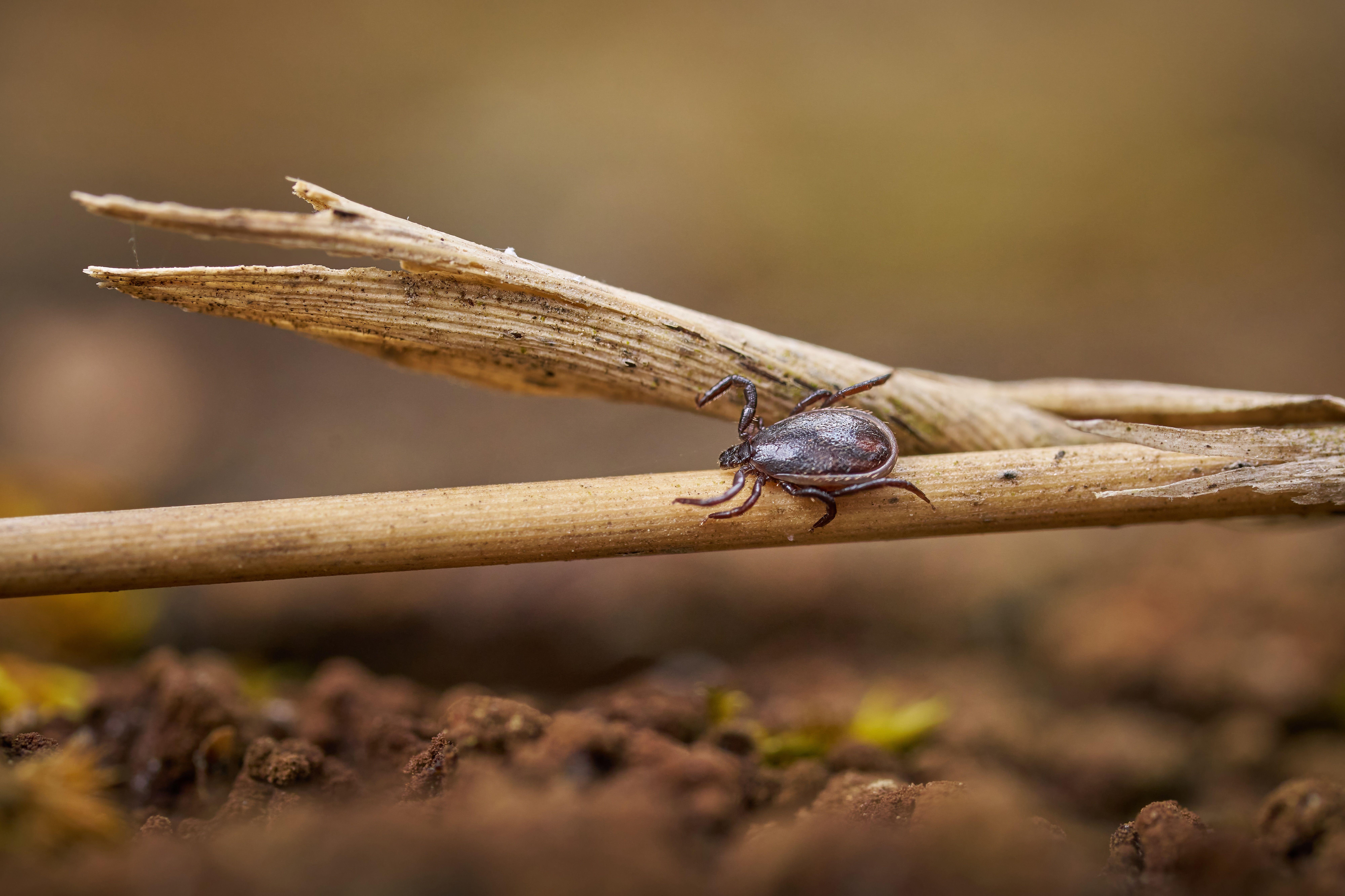 Macro shot of a tick on a dry twig with blurred earthy background outdoors.