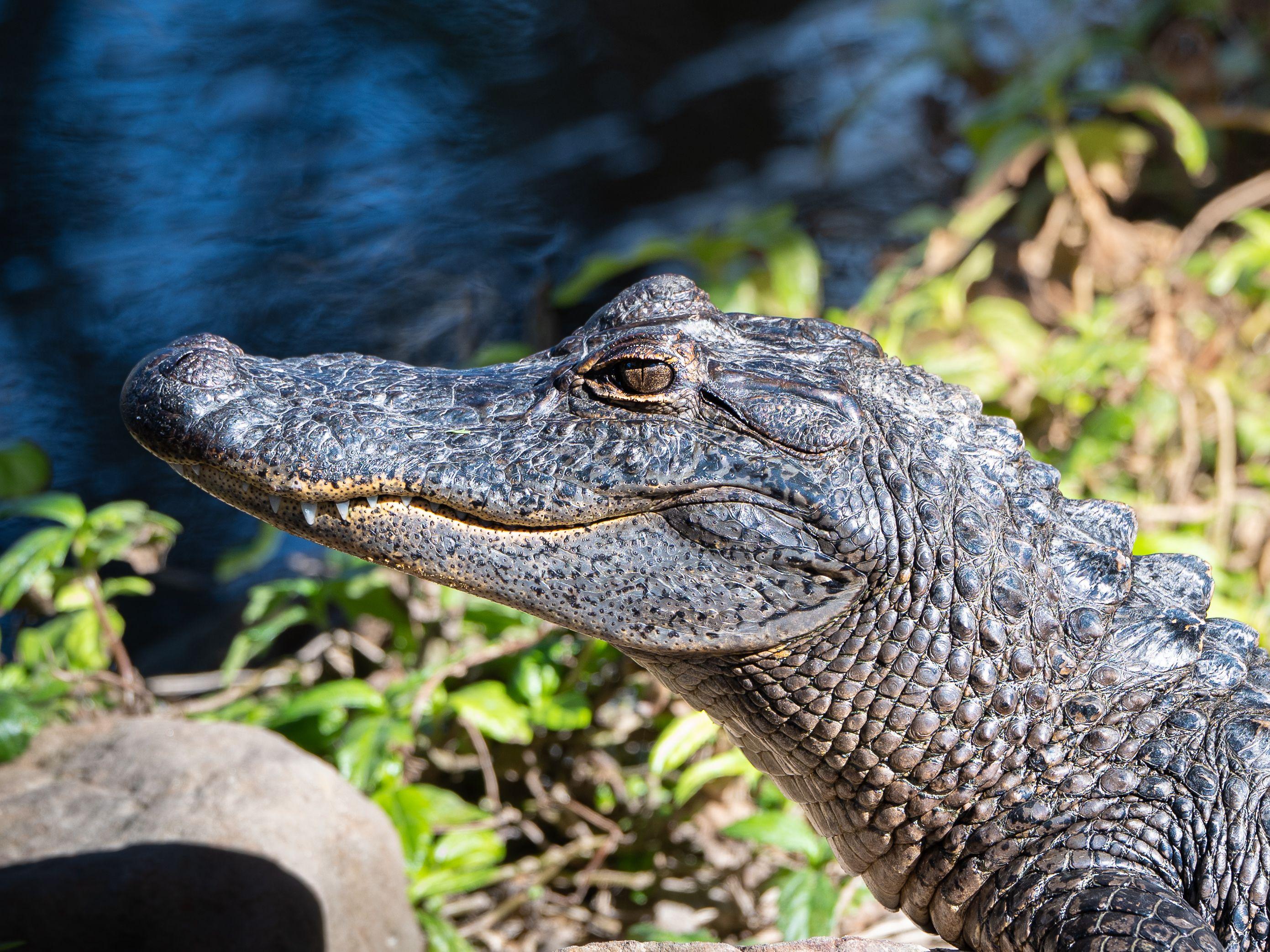 Close-up image of an American alligator in South Padre Island, Texas wetland.