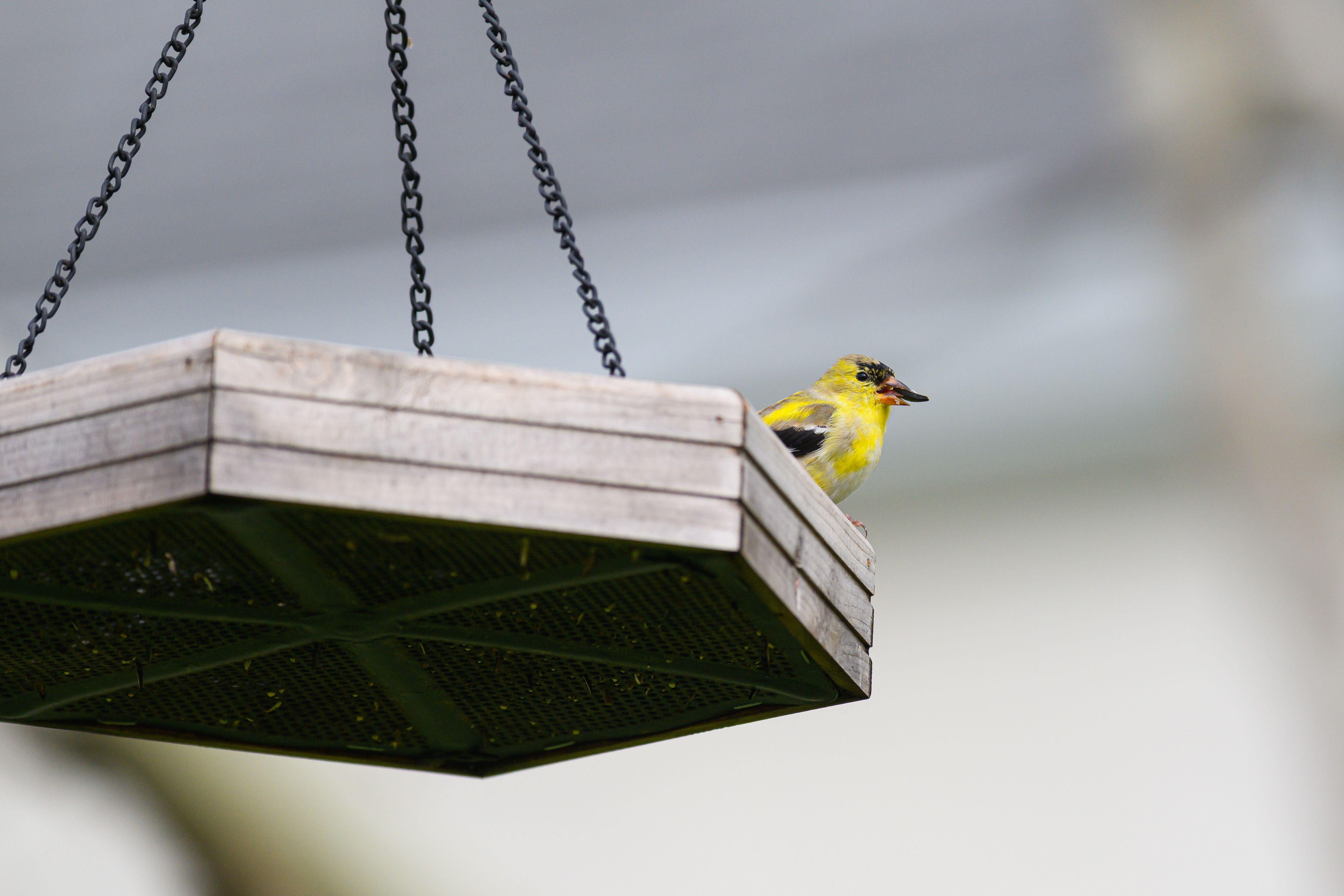 A vibrant American Goldfinch perches on a suspended wooden bird feeder outdoors.
