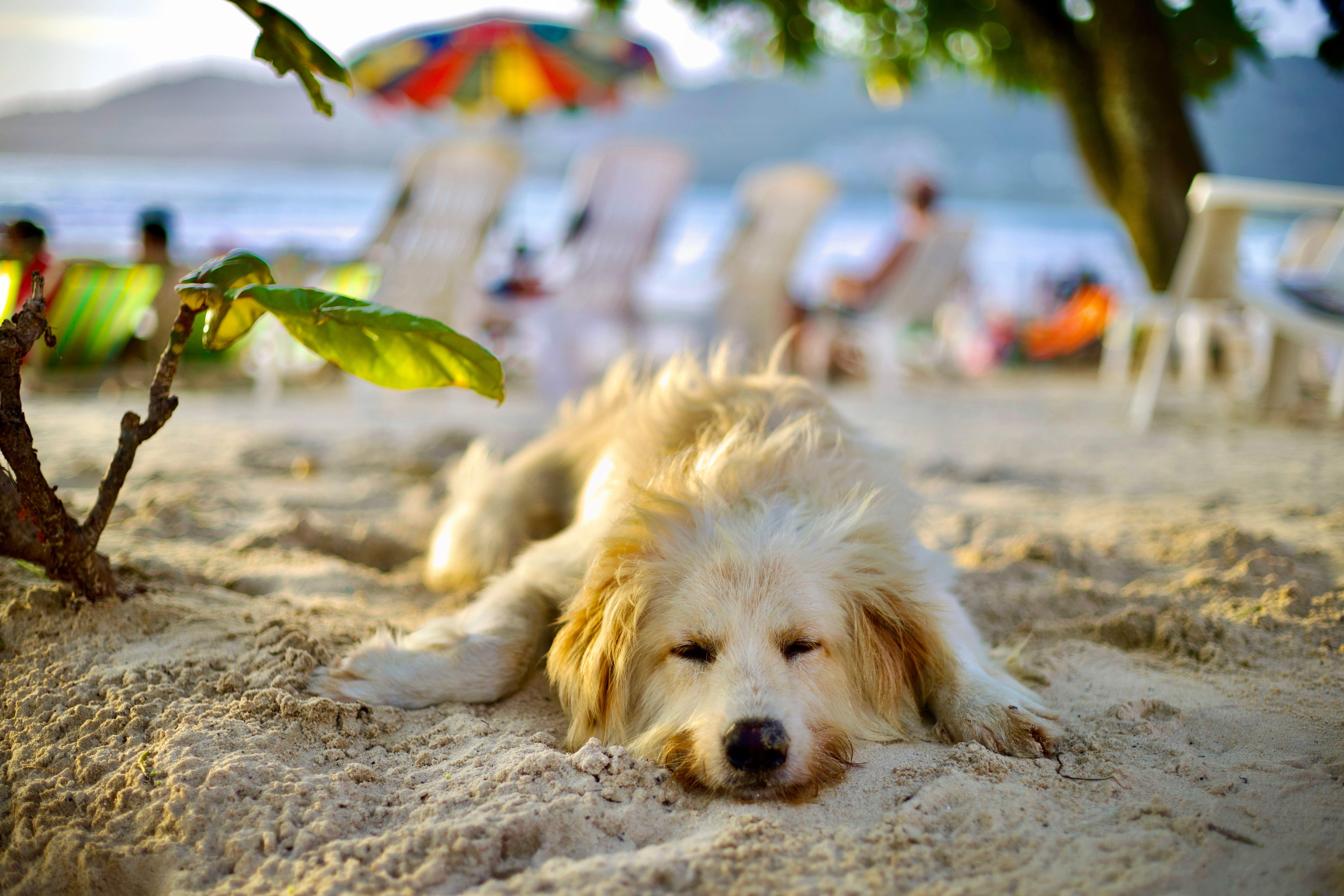 Adorable Golden Retriever napping on a sunny beach with colorful umbrellas and loungers.