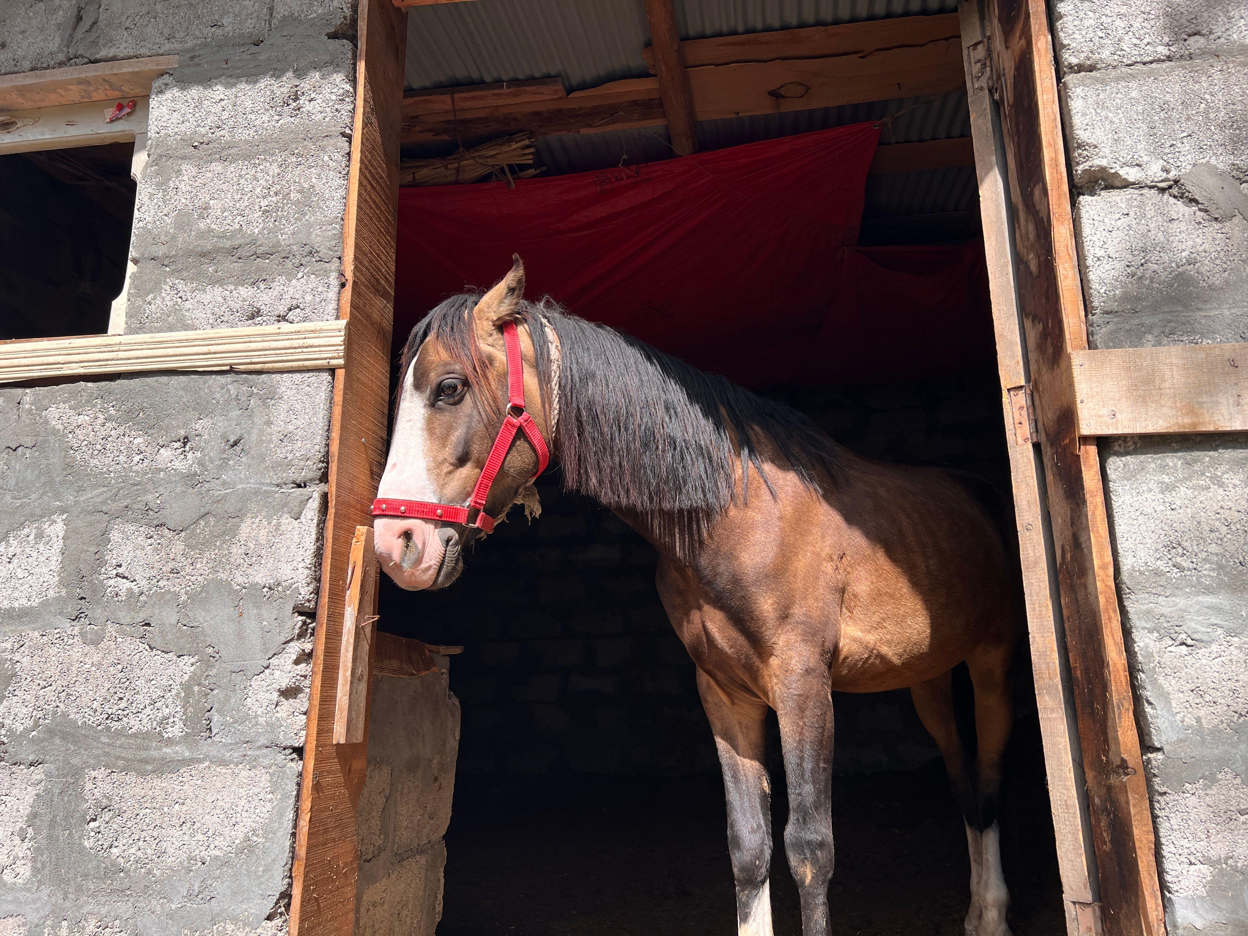 Brown horse standing inside a rustic stable with red halter and open door.