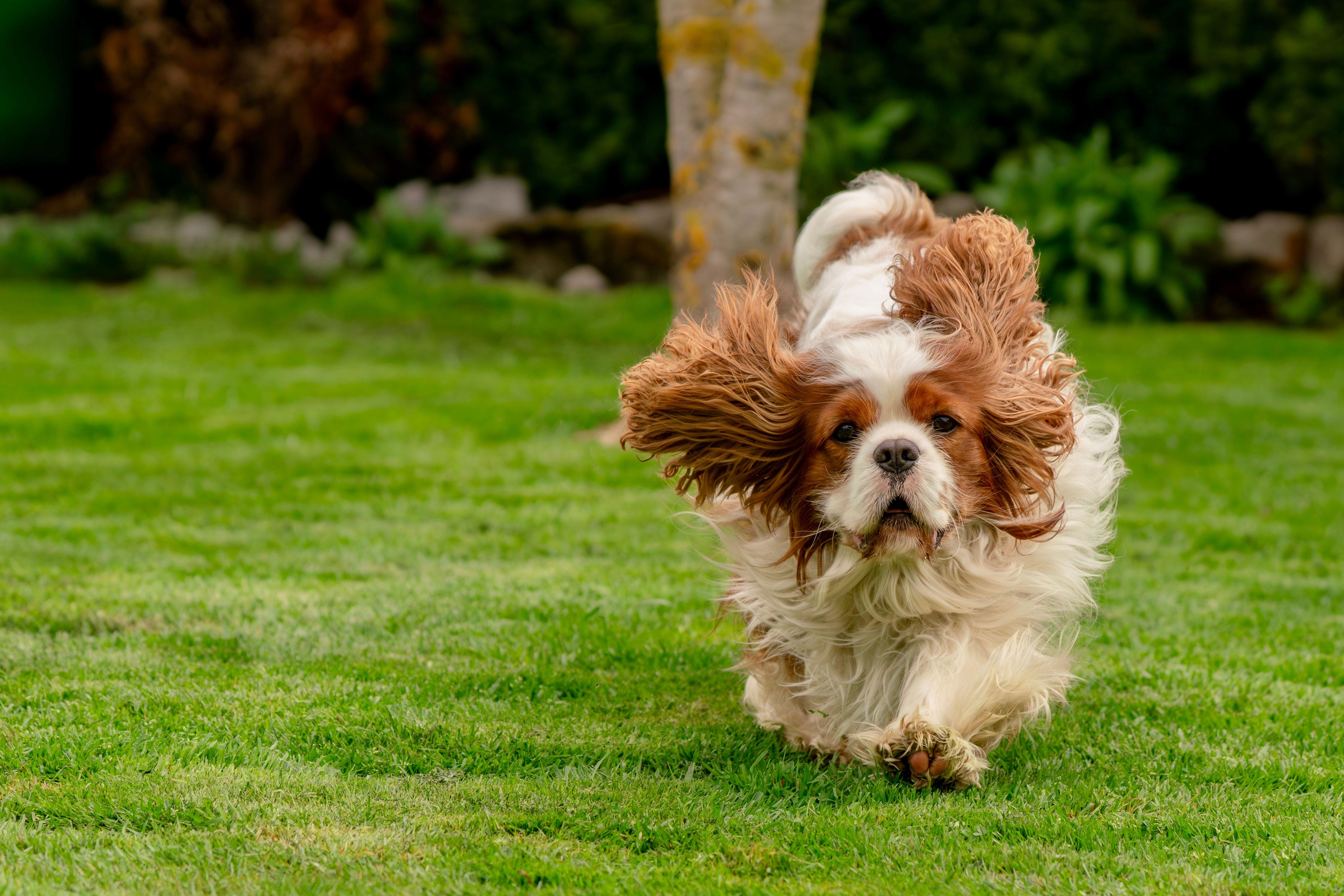 A Cavalier King Charles Spaniel joyfully running on a green lawn, full of energy and life.