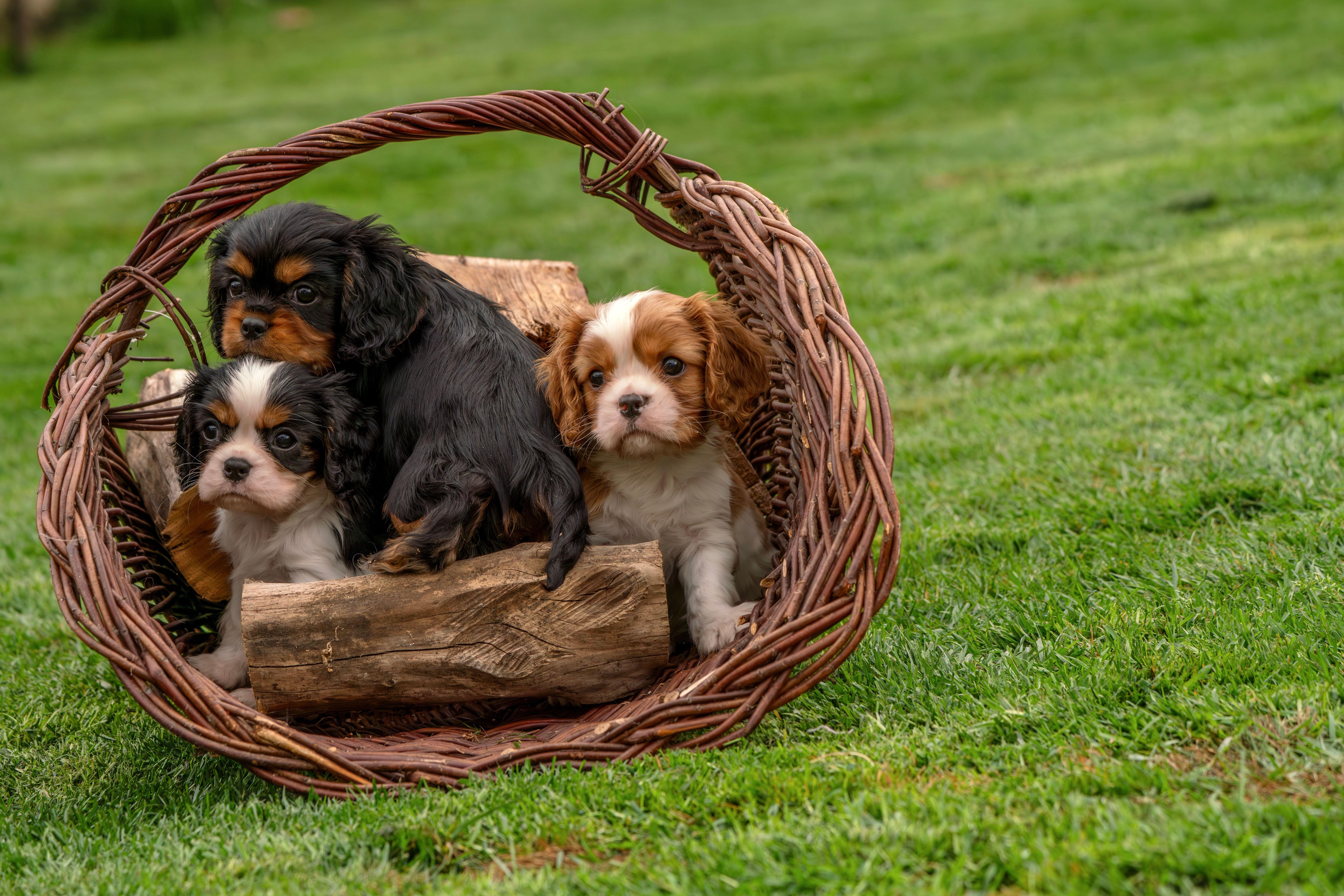 Three cute Cavalier King Charles Spaniel puppies in a wicker basket on green grass outdoors.