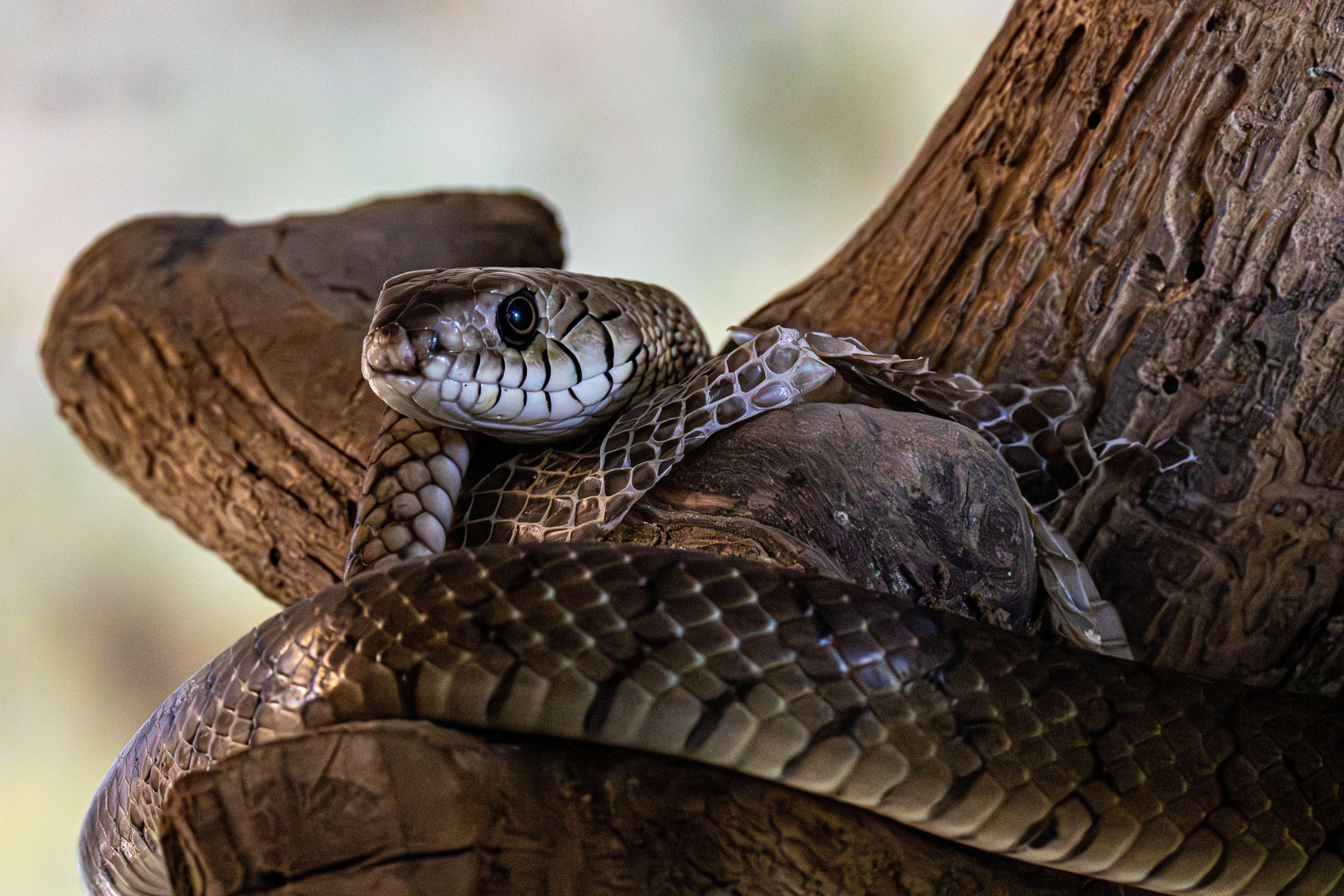 A detailed shot of a snake coiled on a tree, showcasing its scales and intense gaze.