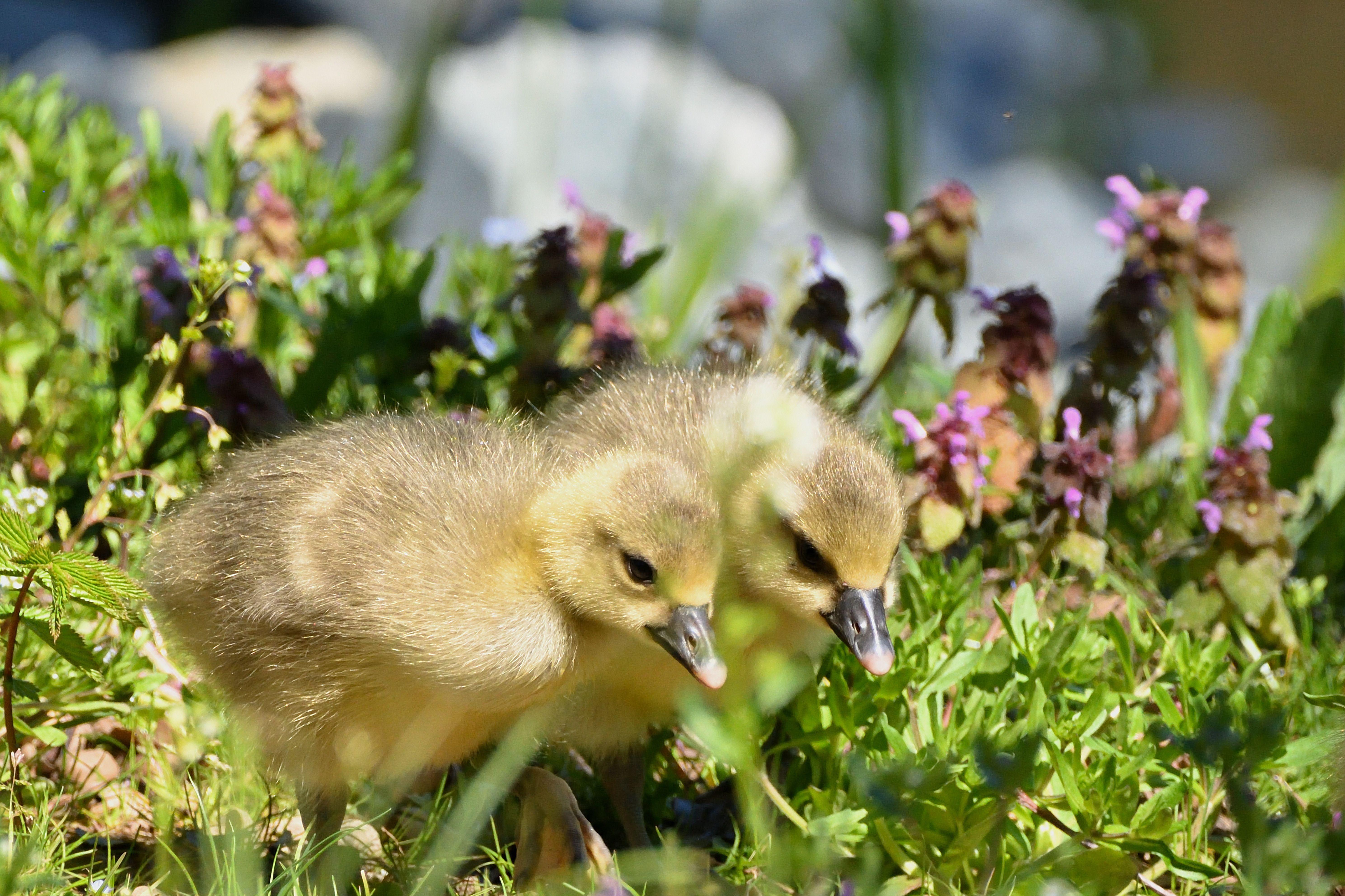 Two cute goslings in a sunlit meadow, surrounded by spring flowers and fresh greenery.