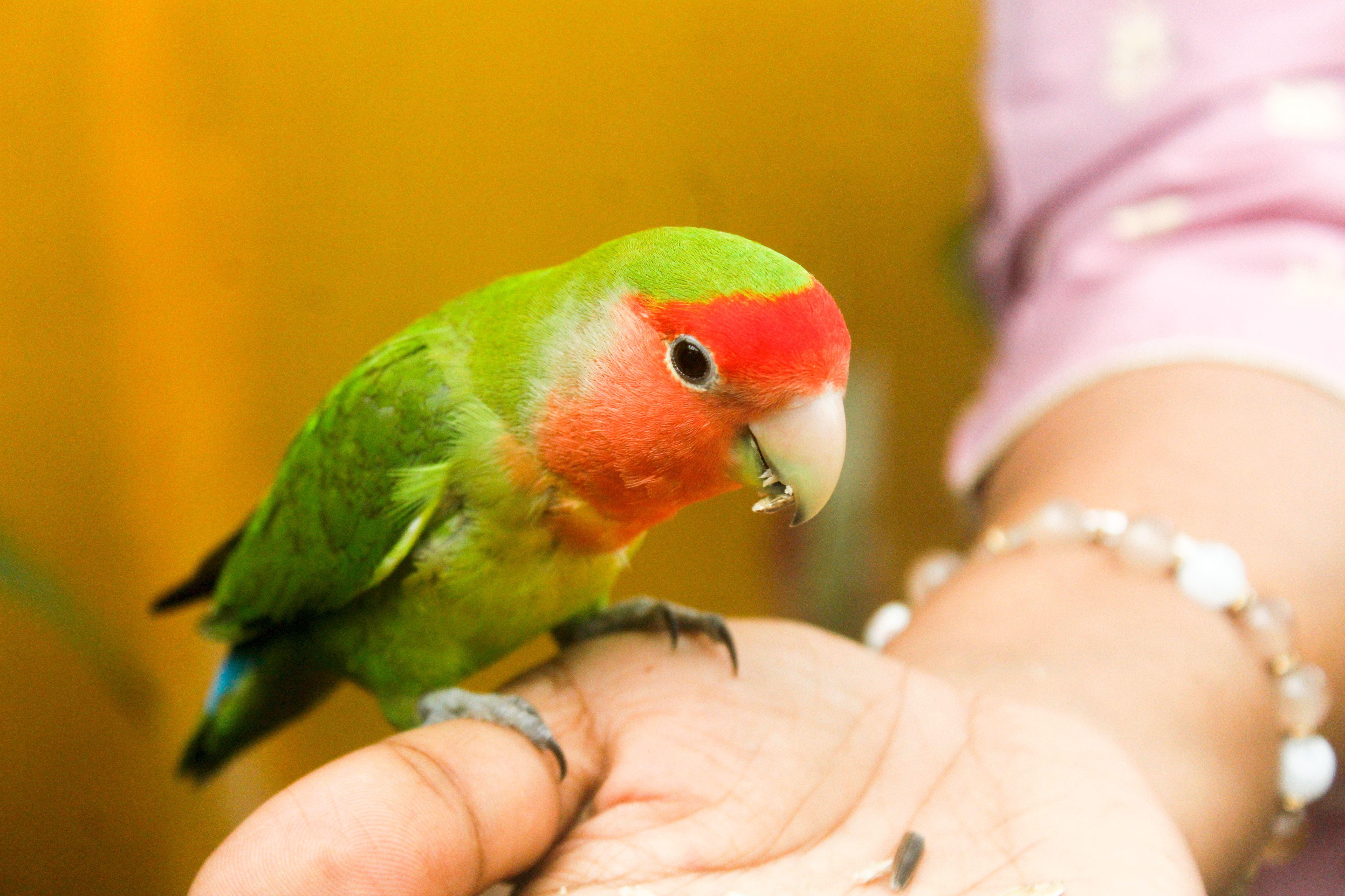 A vibrant lovebird with green and red feathers perched on a person's hand indoors.