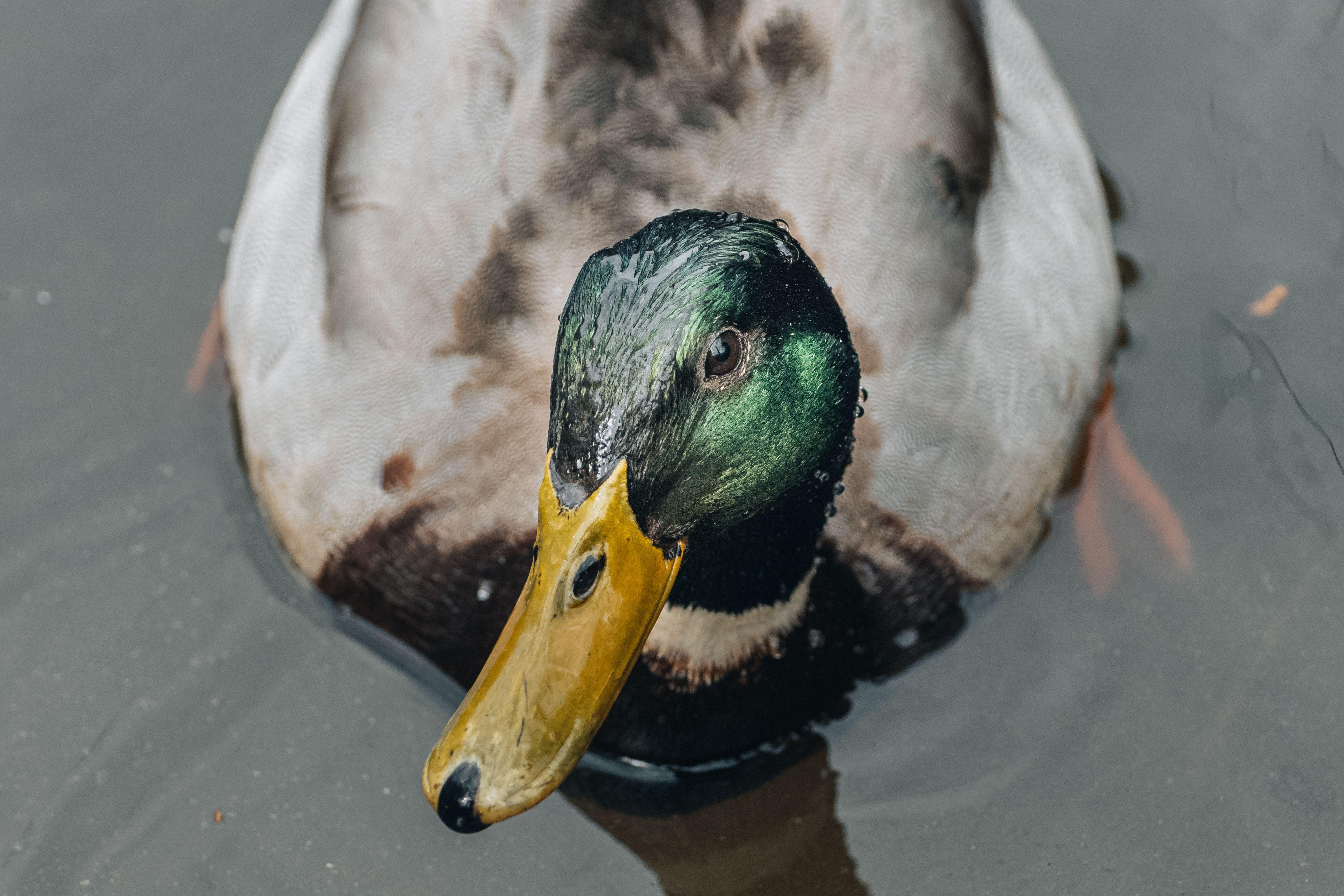 Captivating close-up of a mallard duck swimming in a pond in İstanbul, Türkiye.