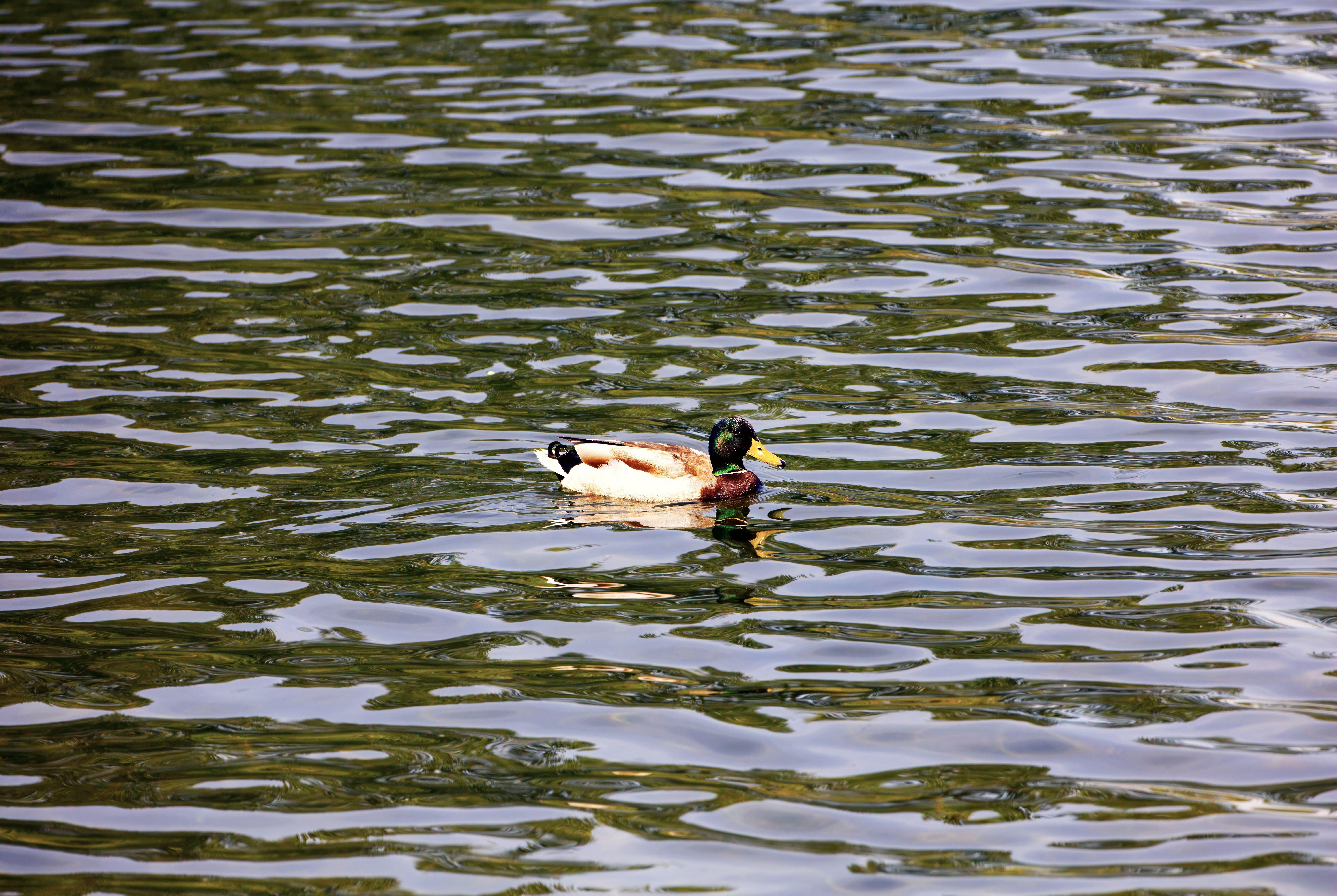 A mallard duck glides smoothly over the shimmering rippling lake water, showcasing natural beauty.