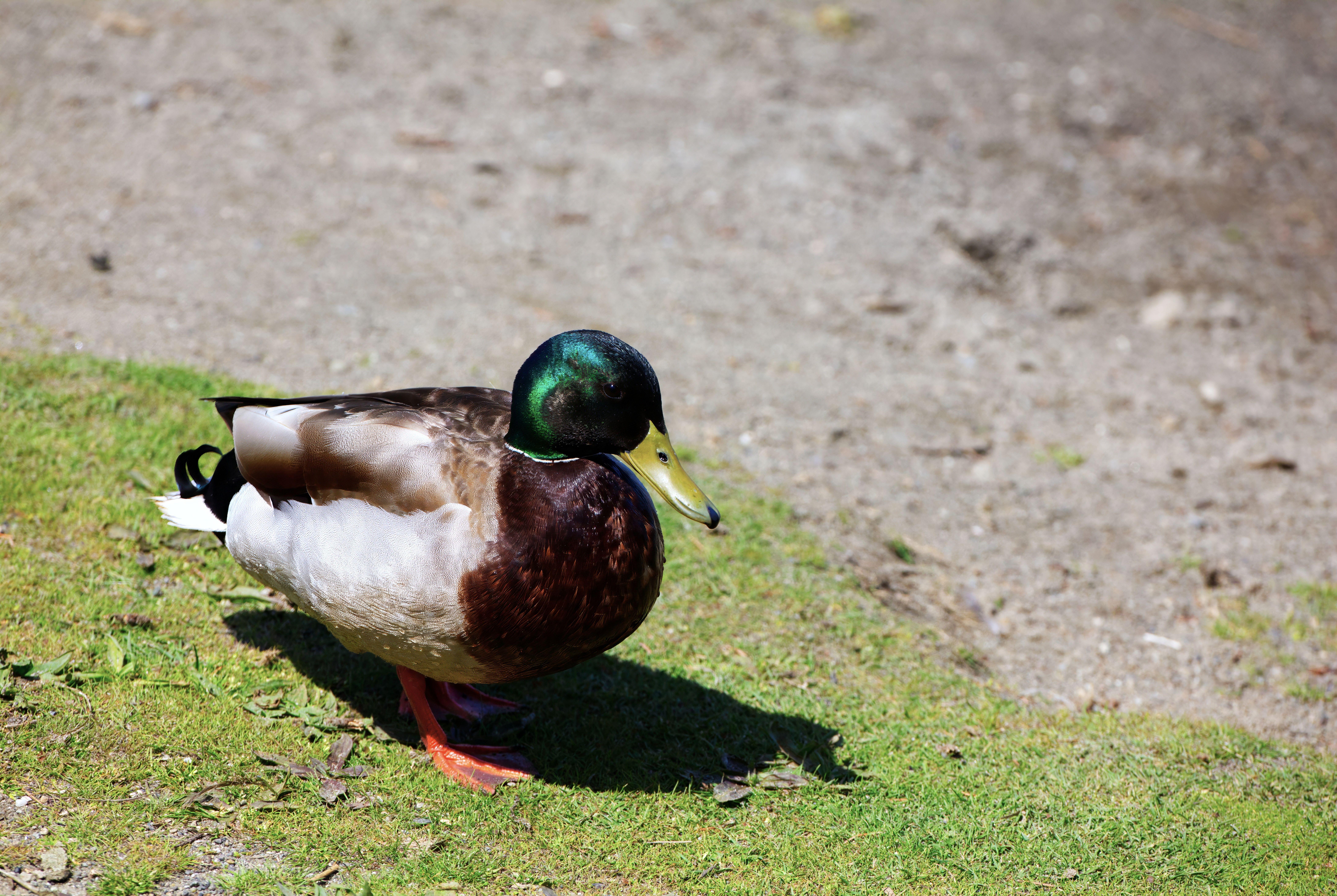 A mallard duck standing on grassy terrain, showcasing vibrant colors and natural habitat.