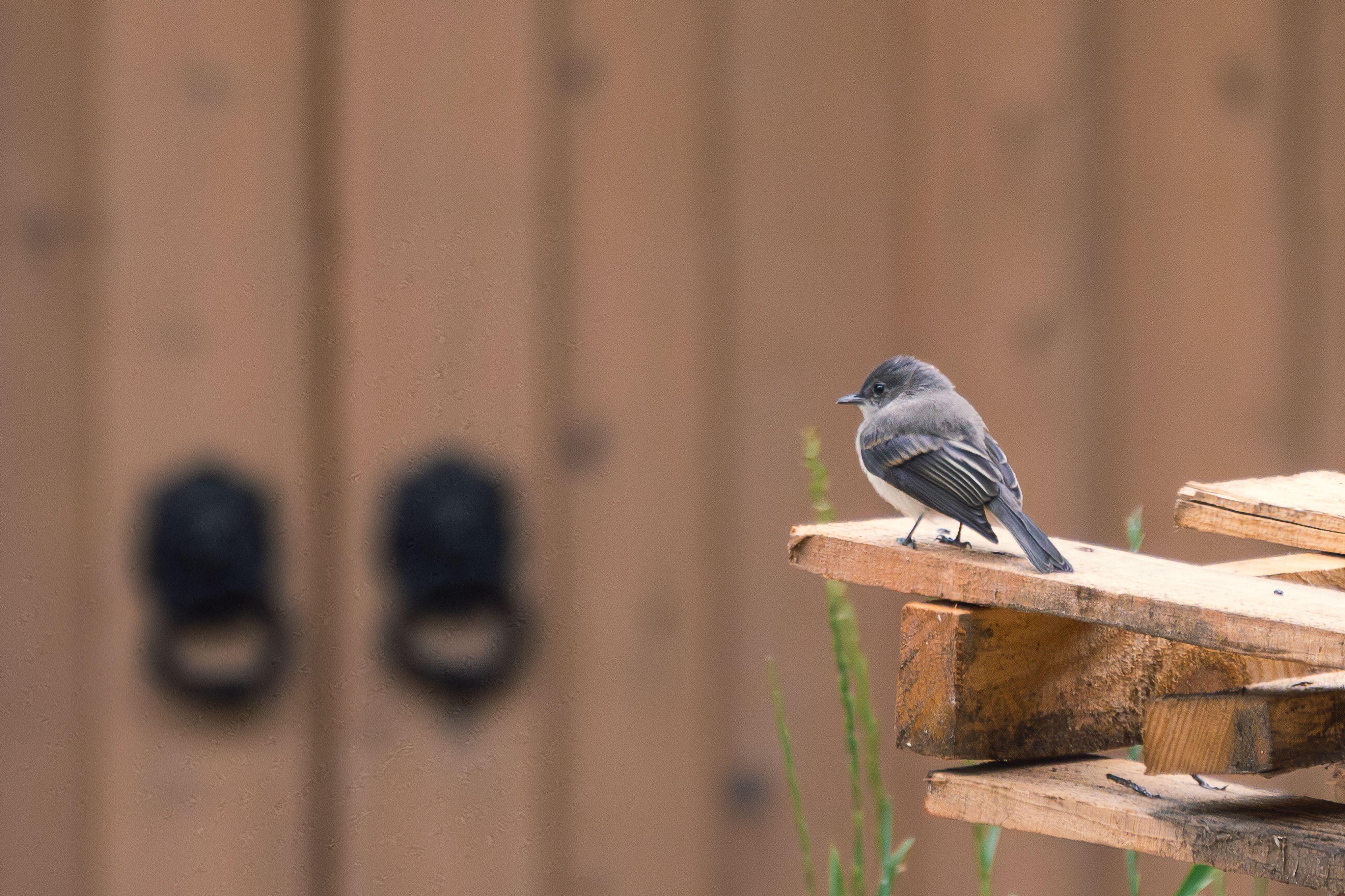 Close-up of an Eastern Phoebe bird resting on wood in front of a blurred fence backdrop.