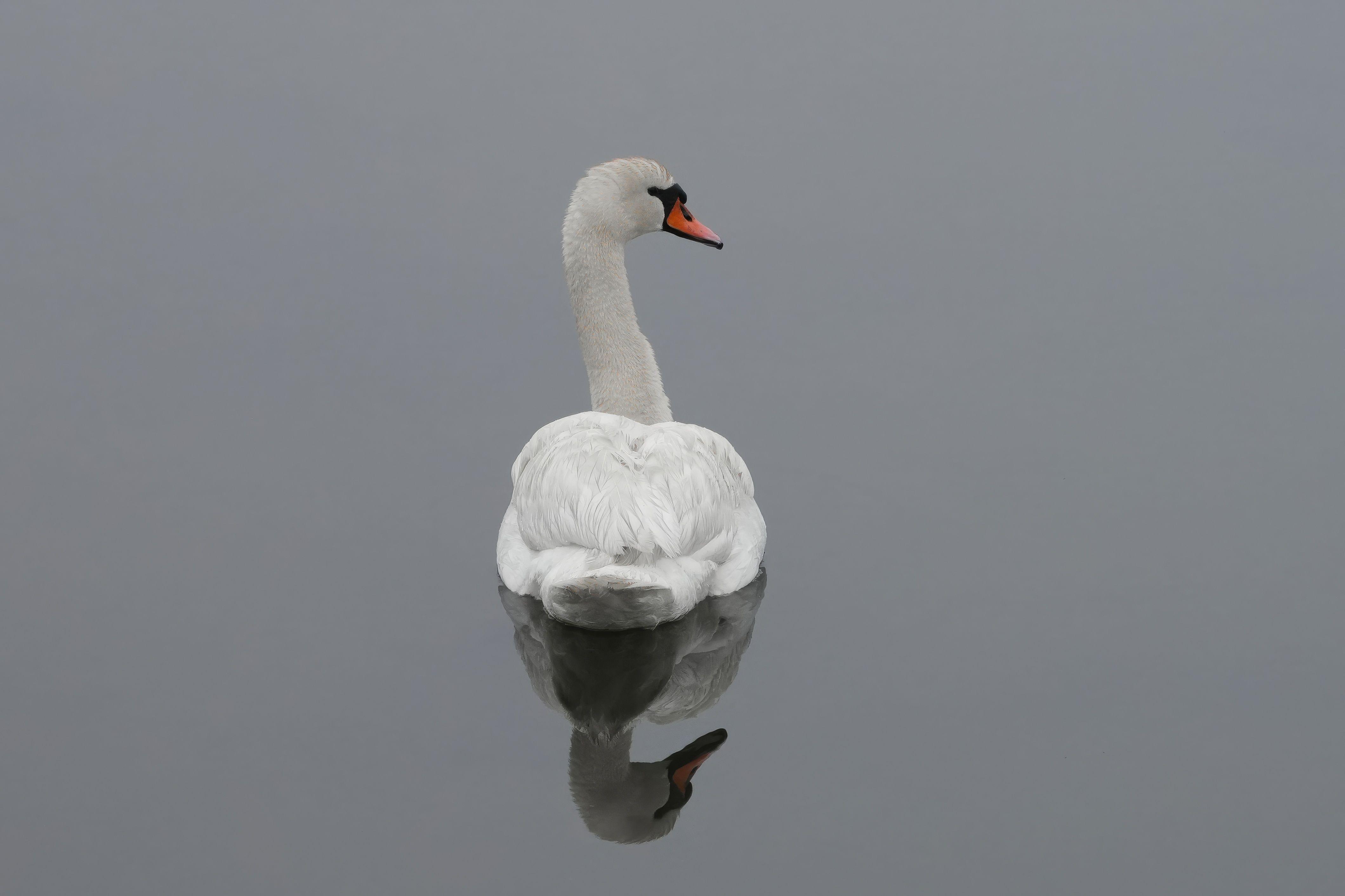 A graceful swan reflects on a serene lake, showcasing beauty and tranquility.