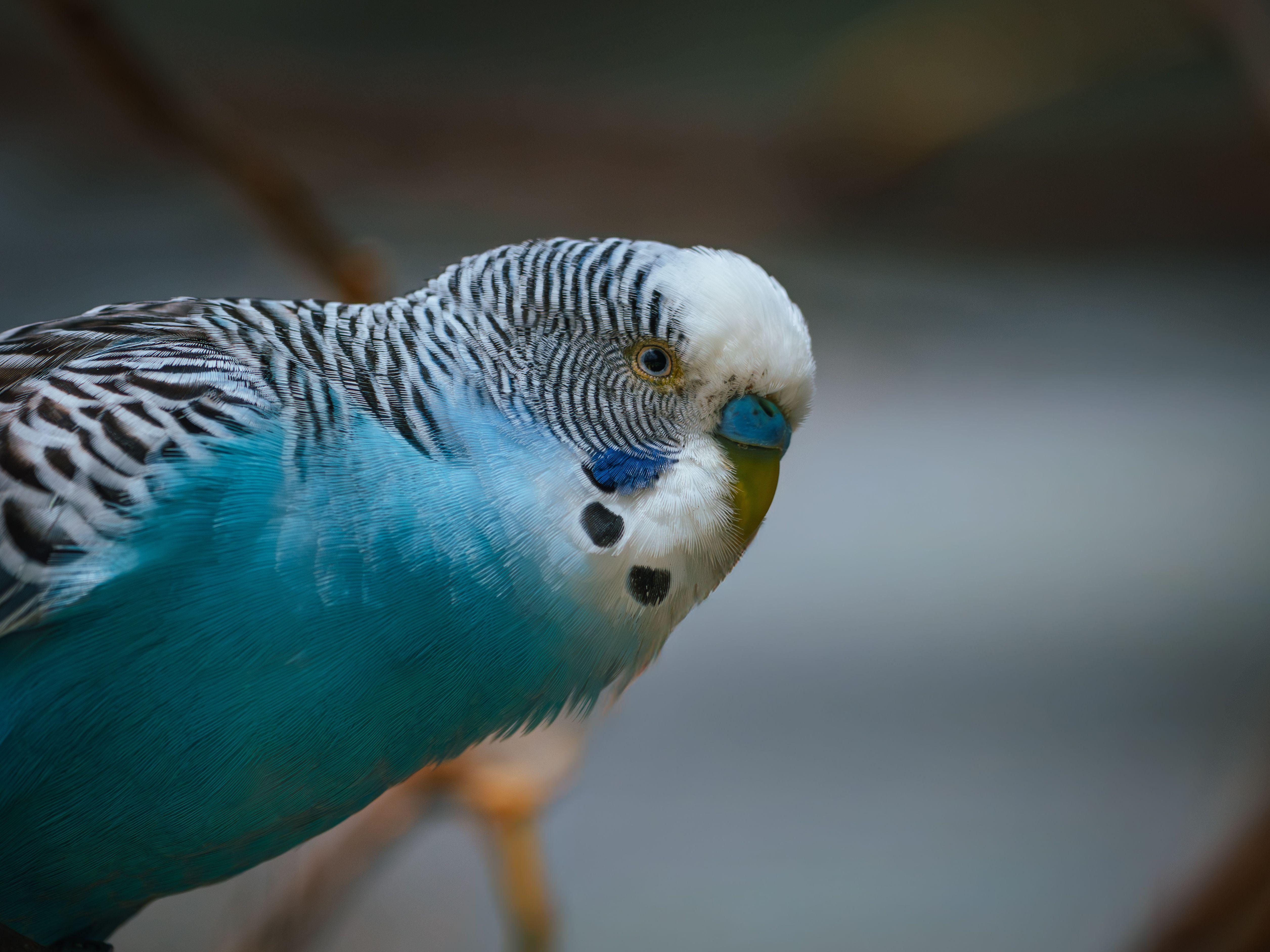 A detailed photograph of a colorful blue budgerigar parakeet with intricate feather patterns.