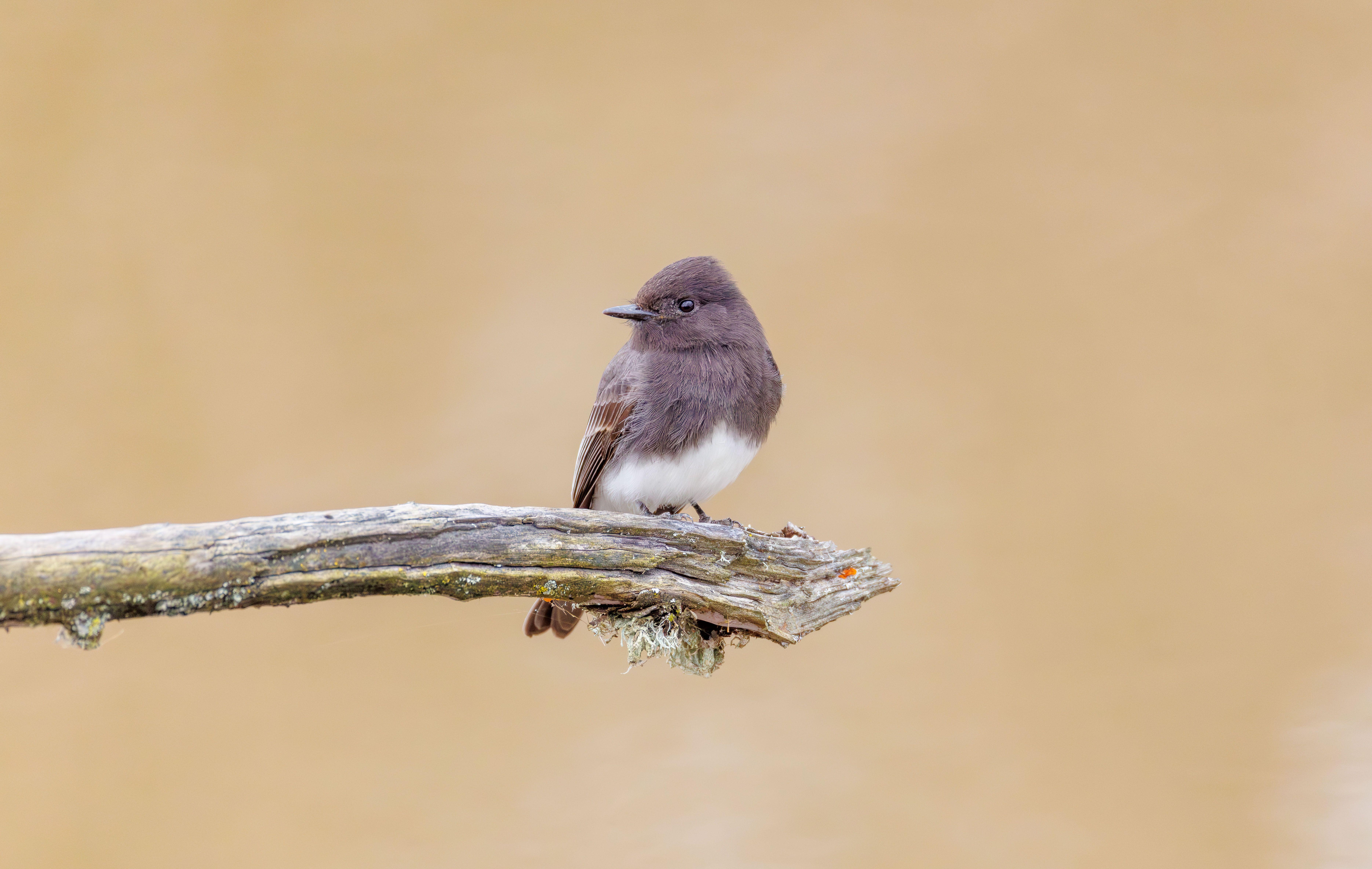 A clear photo of an Eastern Phoebe bird resting on a branch against a neutral background.