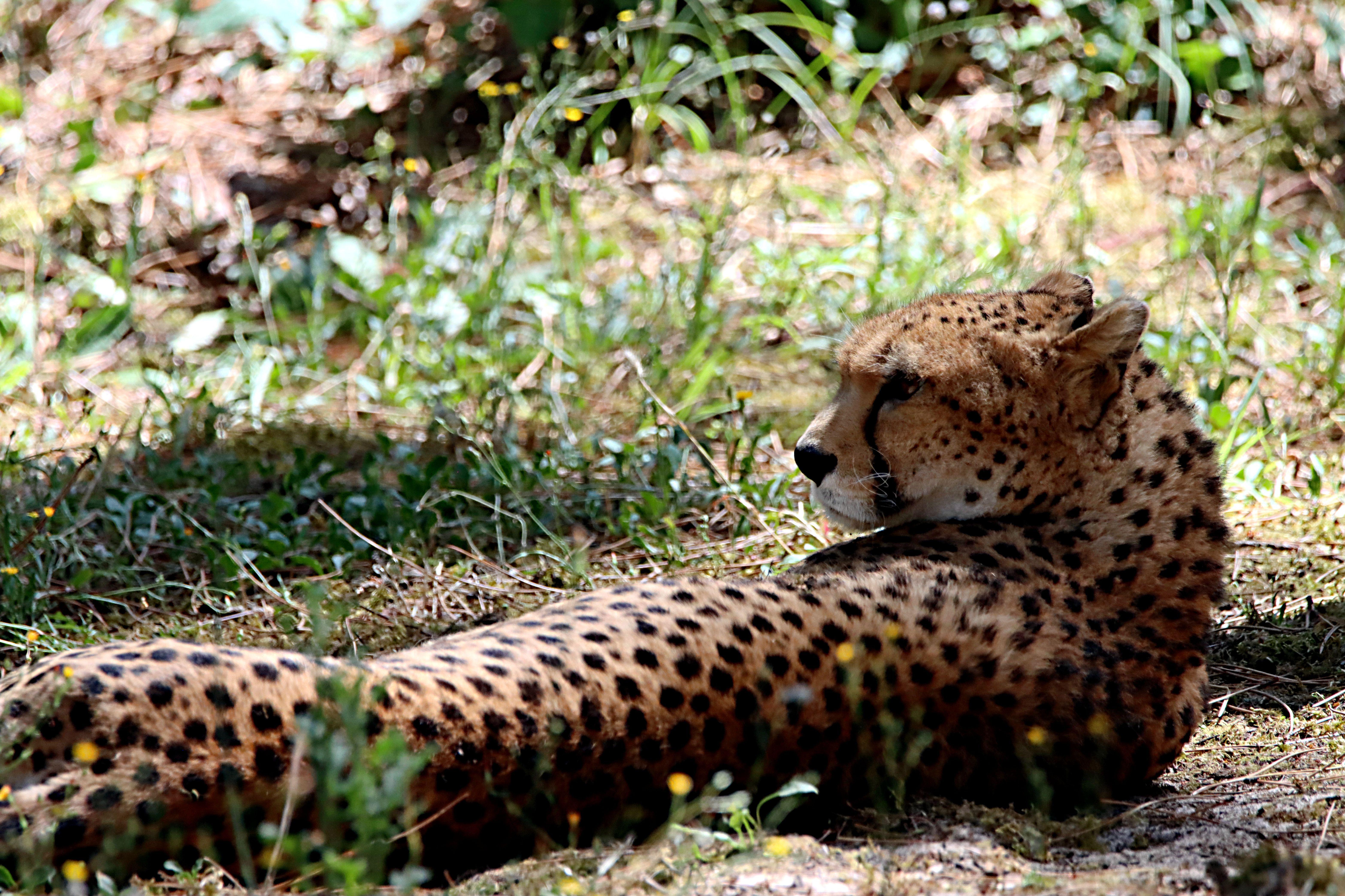 Close-up of a cheetah resting in the grass, showcasing its spotted coat and natural surroundings.