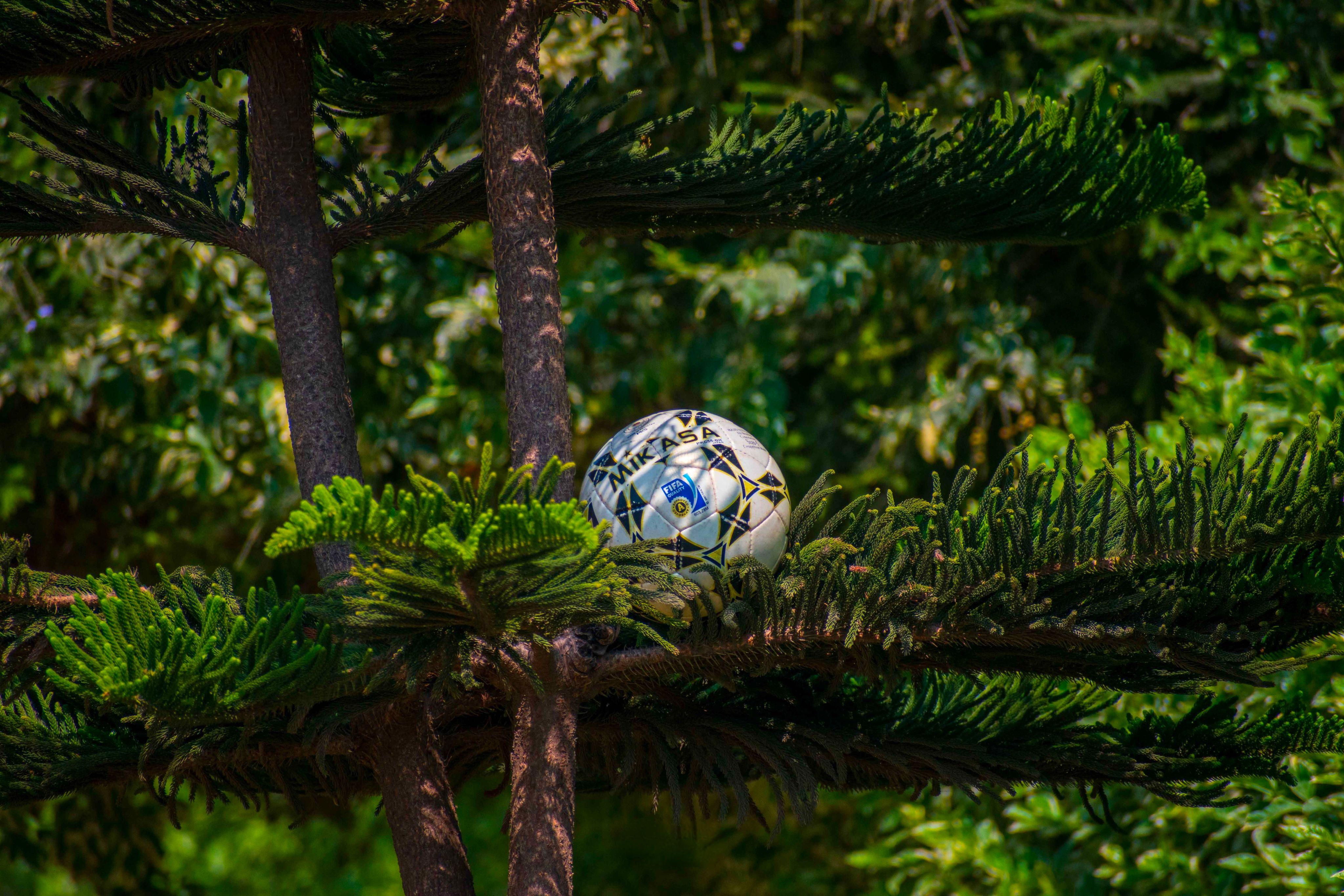 A soccer ball resting among the branches of a lush evergreen tree on a sunny day.
