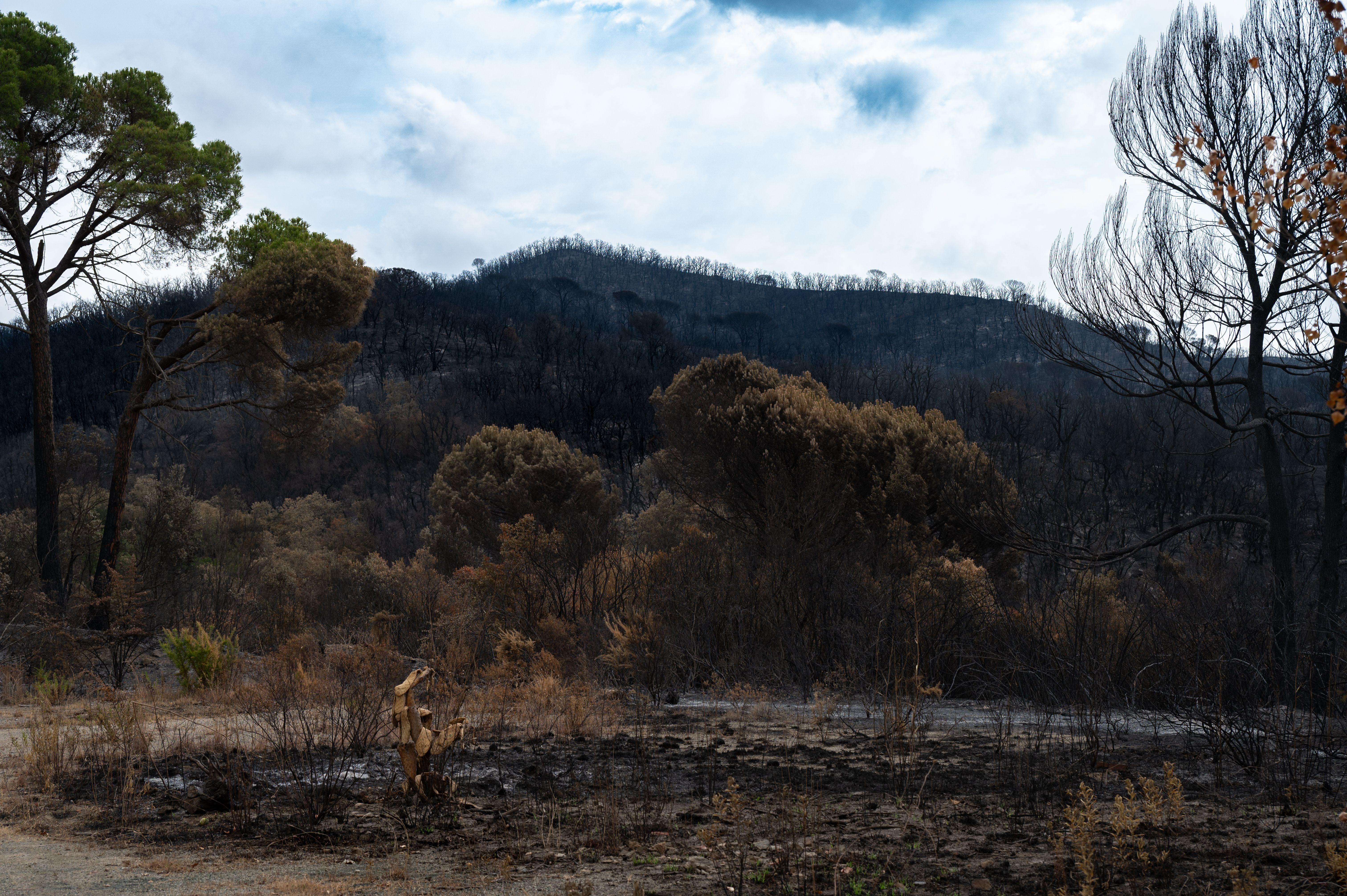 A stark view of a forest after a wildfire, showing charred trees and barren land.