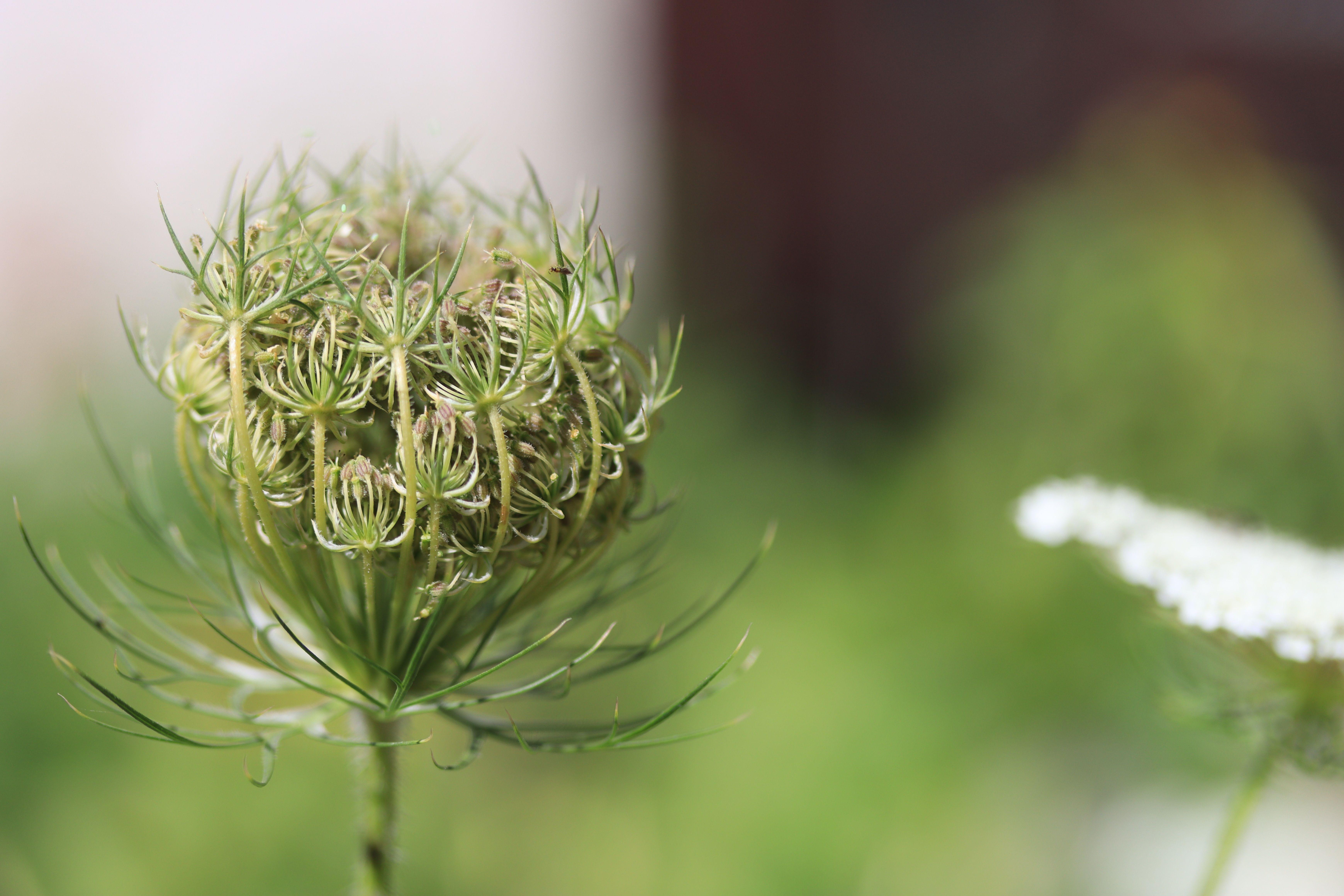 Detailed macro shot of Queen Anne's Lace flower bud with soft green background.