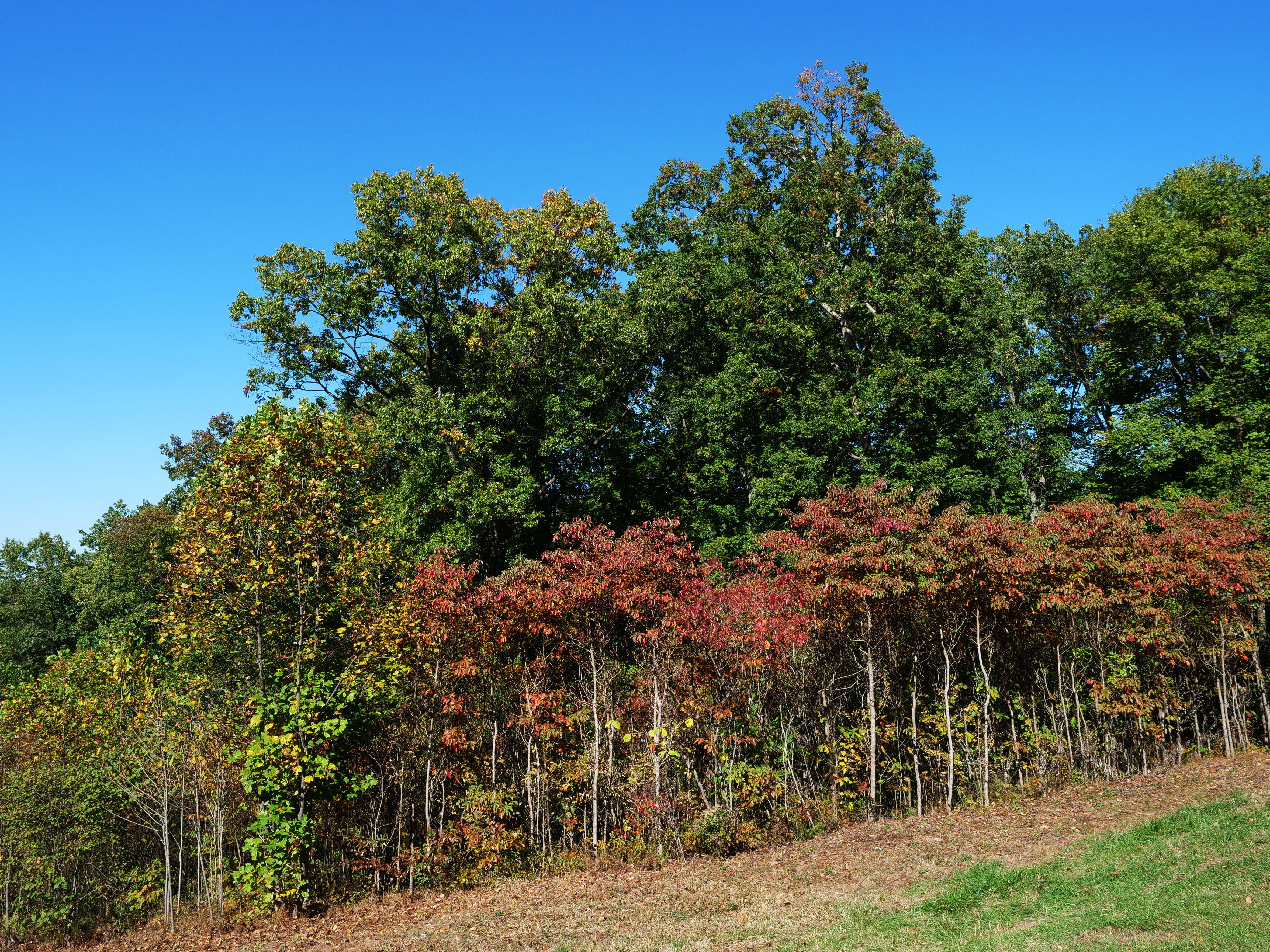 Beautiful autumn foliage in Nashville, Indiana with vibrant green and red leaves under a clear blue sky.
