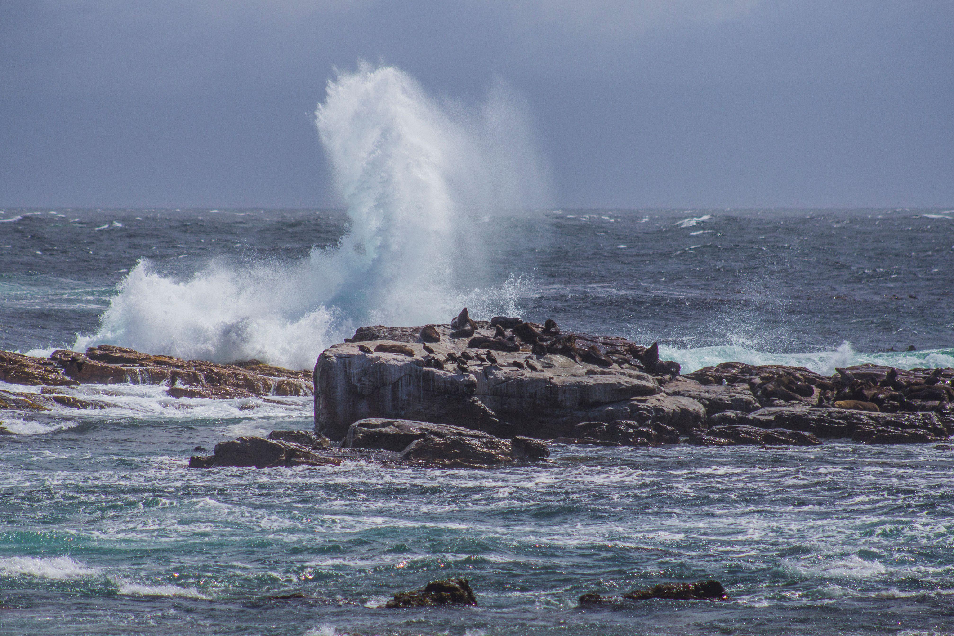 Powerful waves crashing on rocky shore with sea lions near Simon's Town, South Africa.