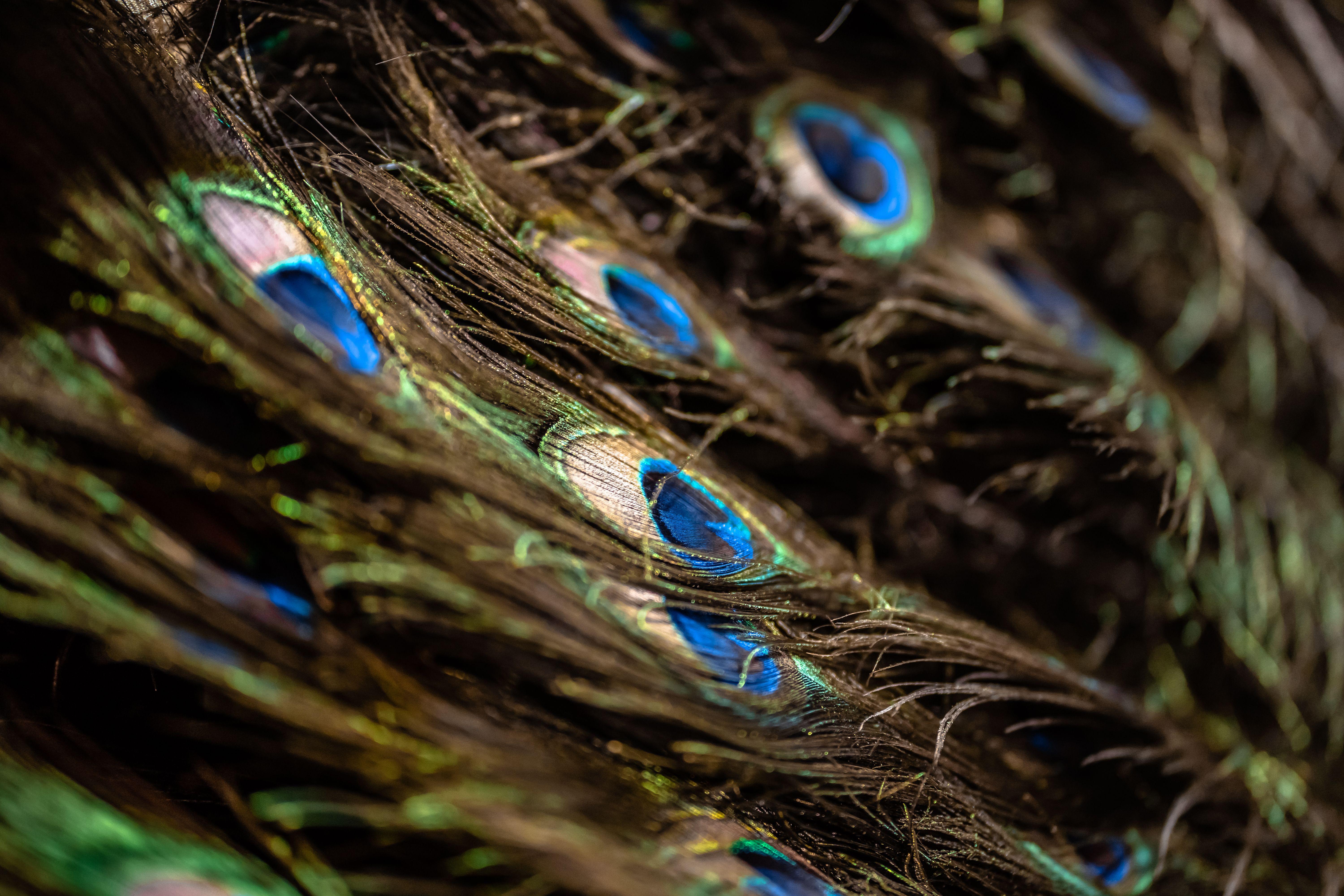 Detailed close-up of peacock feathers showcasing vibrant colors and texture.