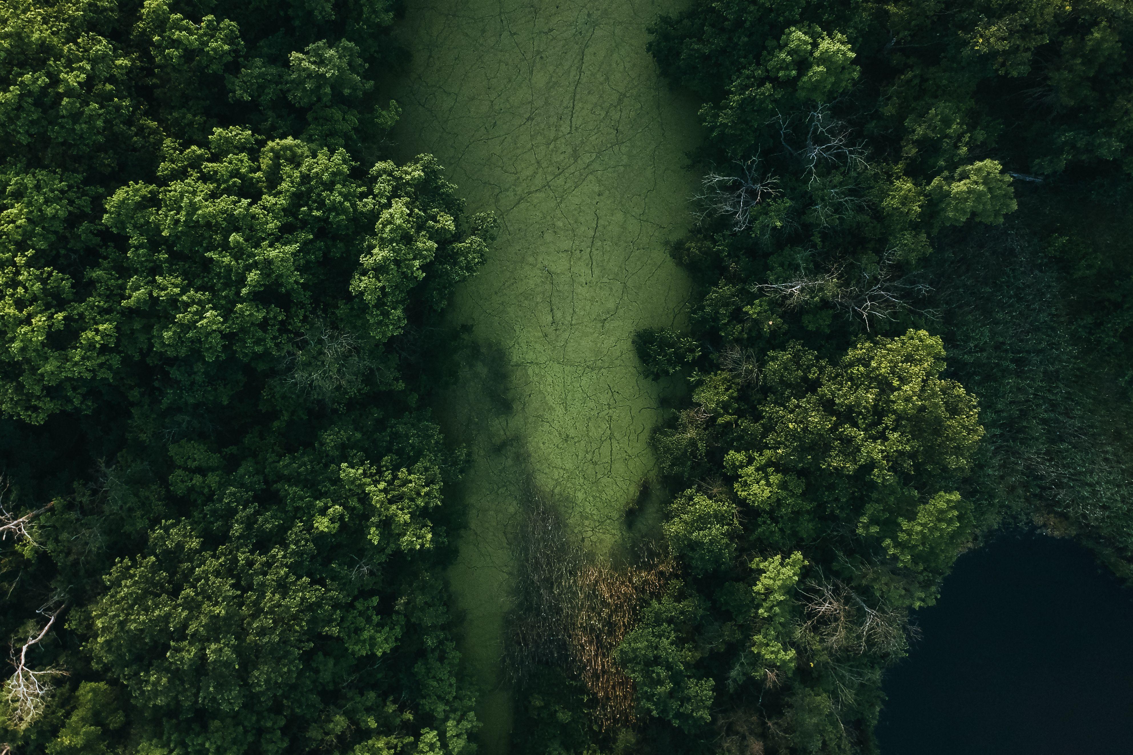 Drone view of green lush woodland in swampy area near calm blue lake