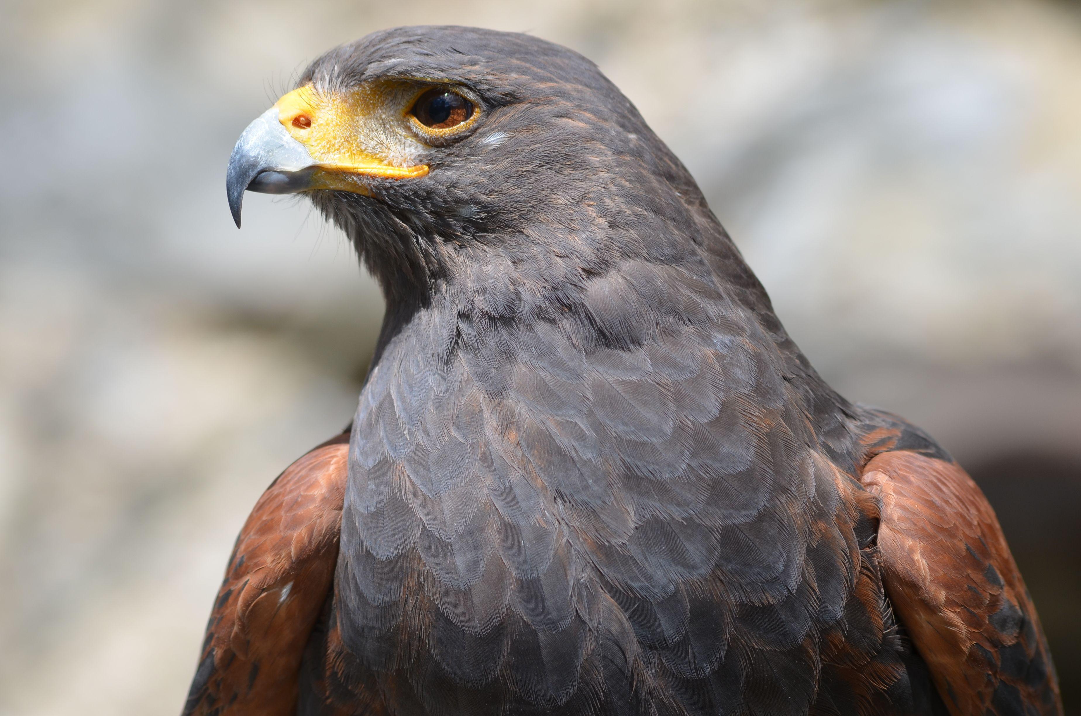 Photo of Harris's Hawk with detailed plumage, captured outdoors in Spain.
