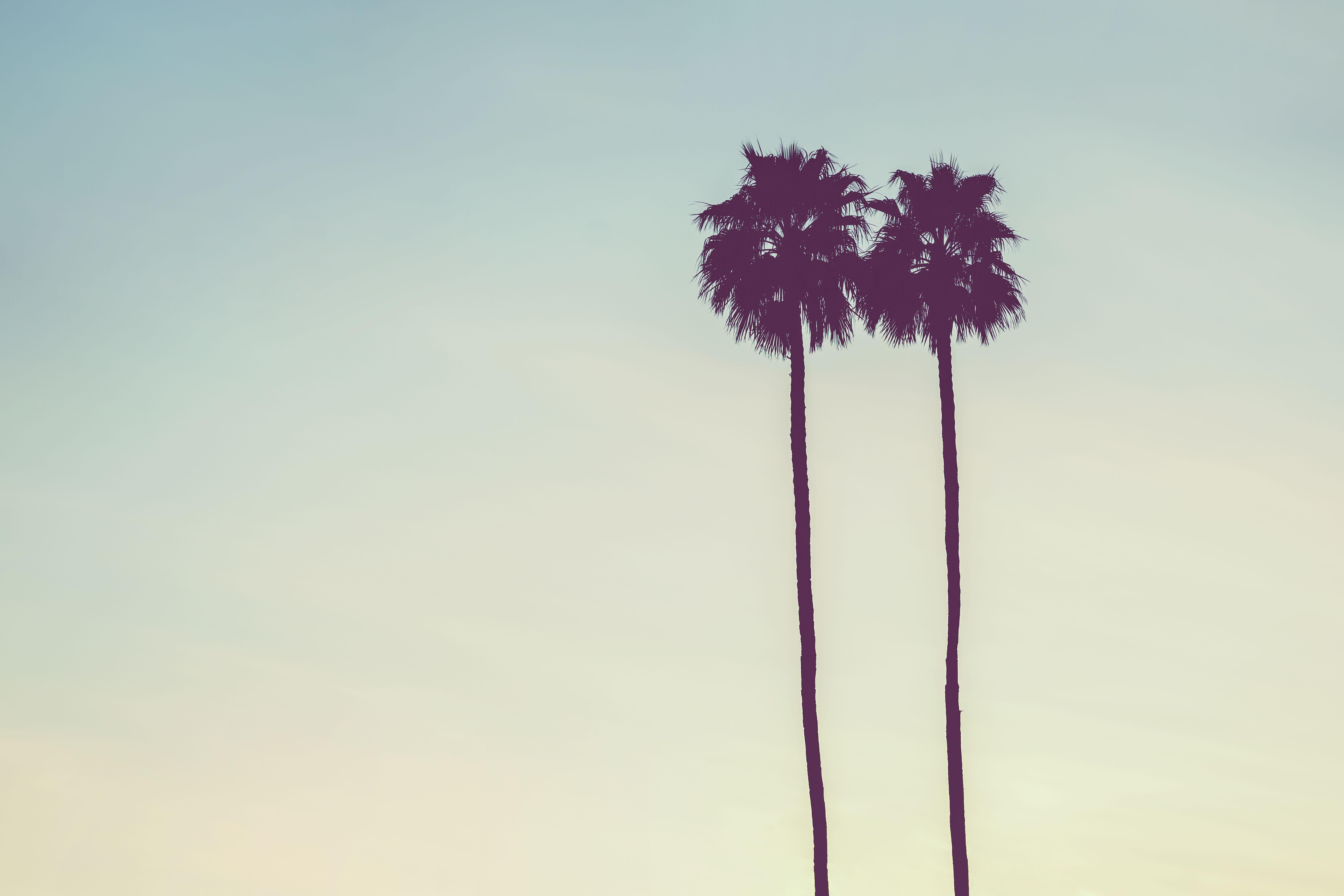 Silhouette of two palm trees against a pastel-hued sky, conveying tranquility.