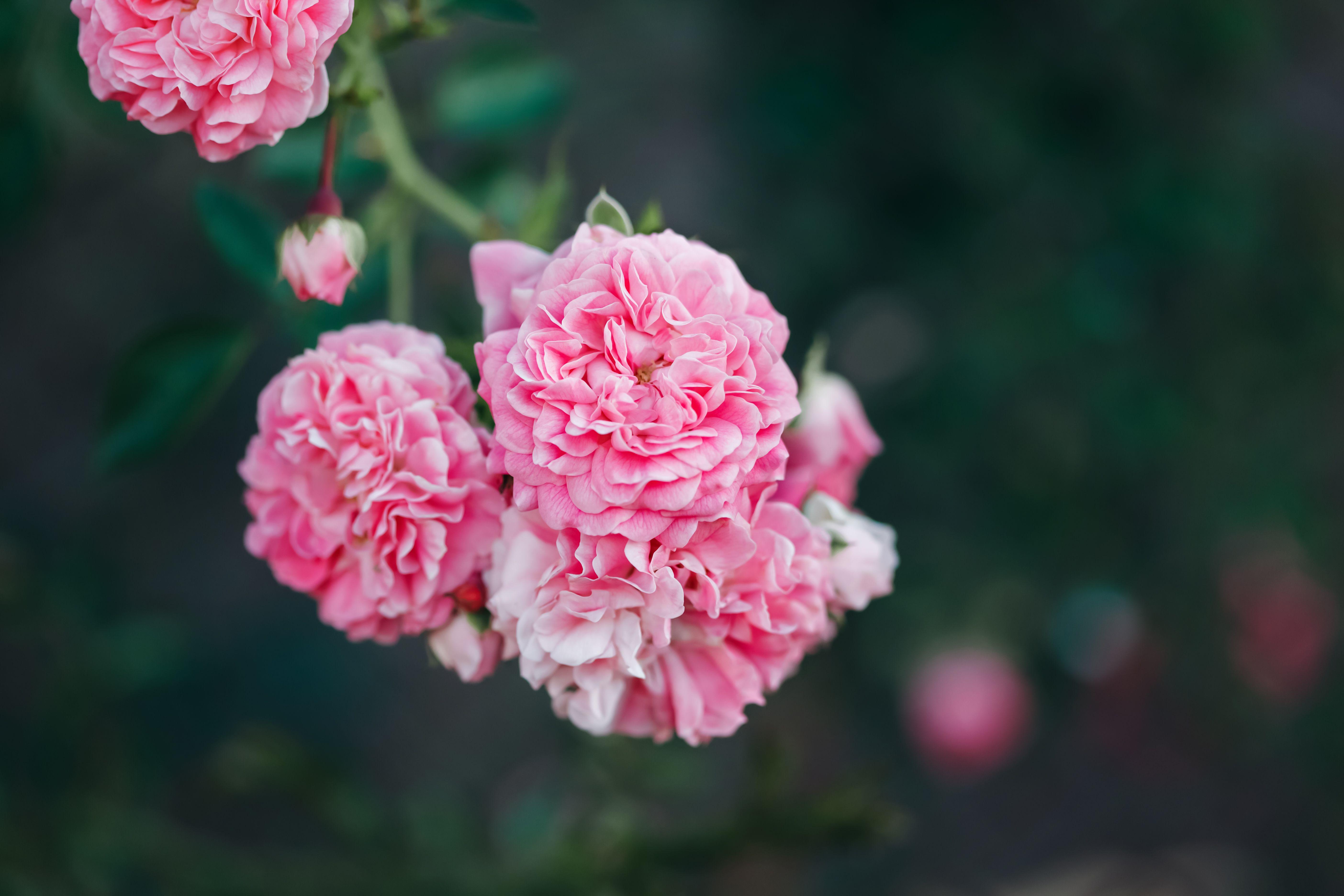 A delicate cluster of pink roses in full bloom, showcasing their intricate petals and vibrant beauty.